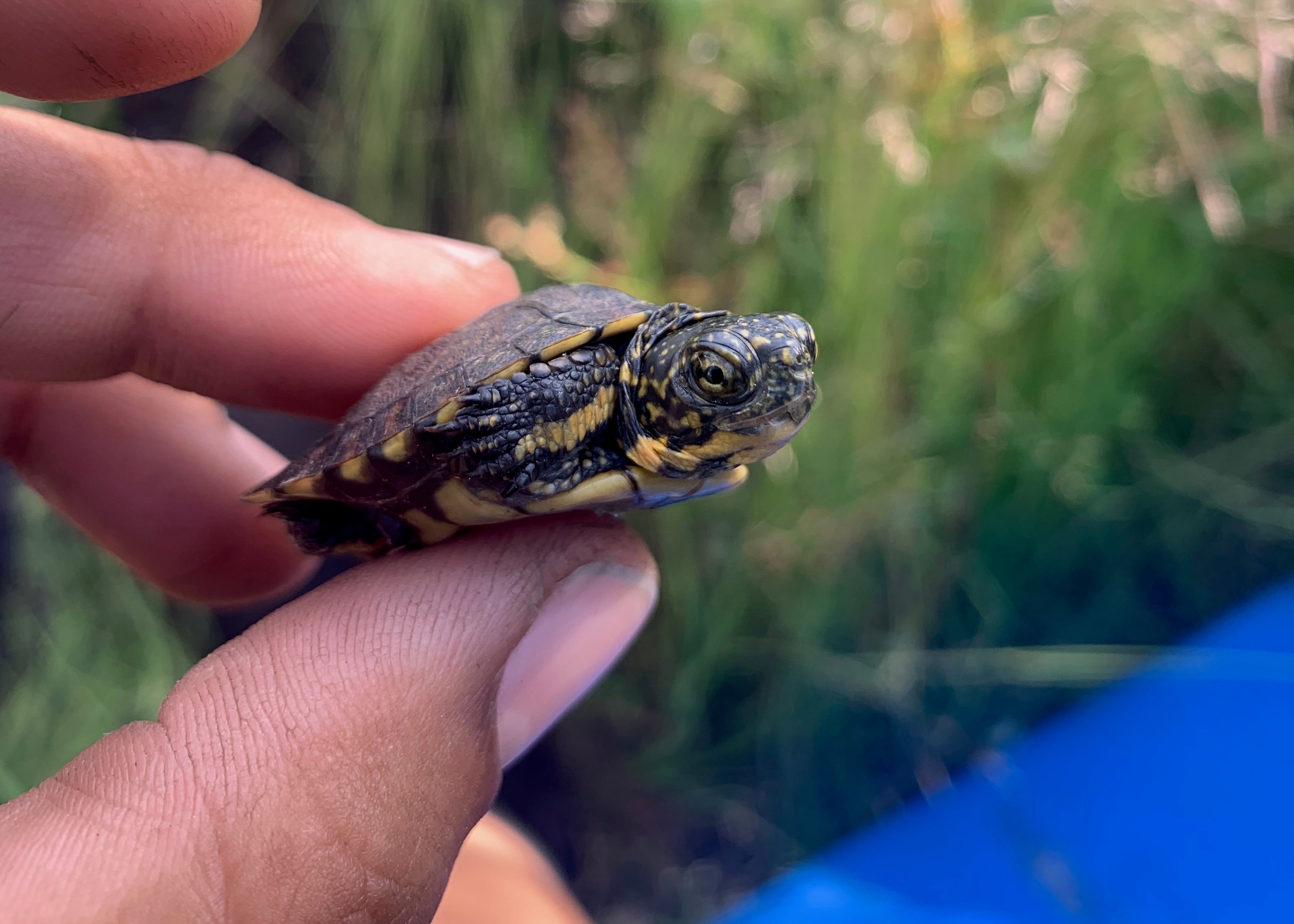 A small northwestern pond turtle hatching is held between a person's fingers with green plants in background
