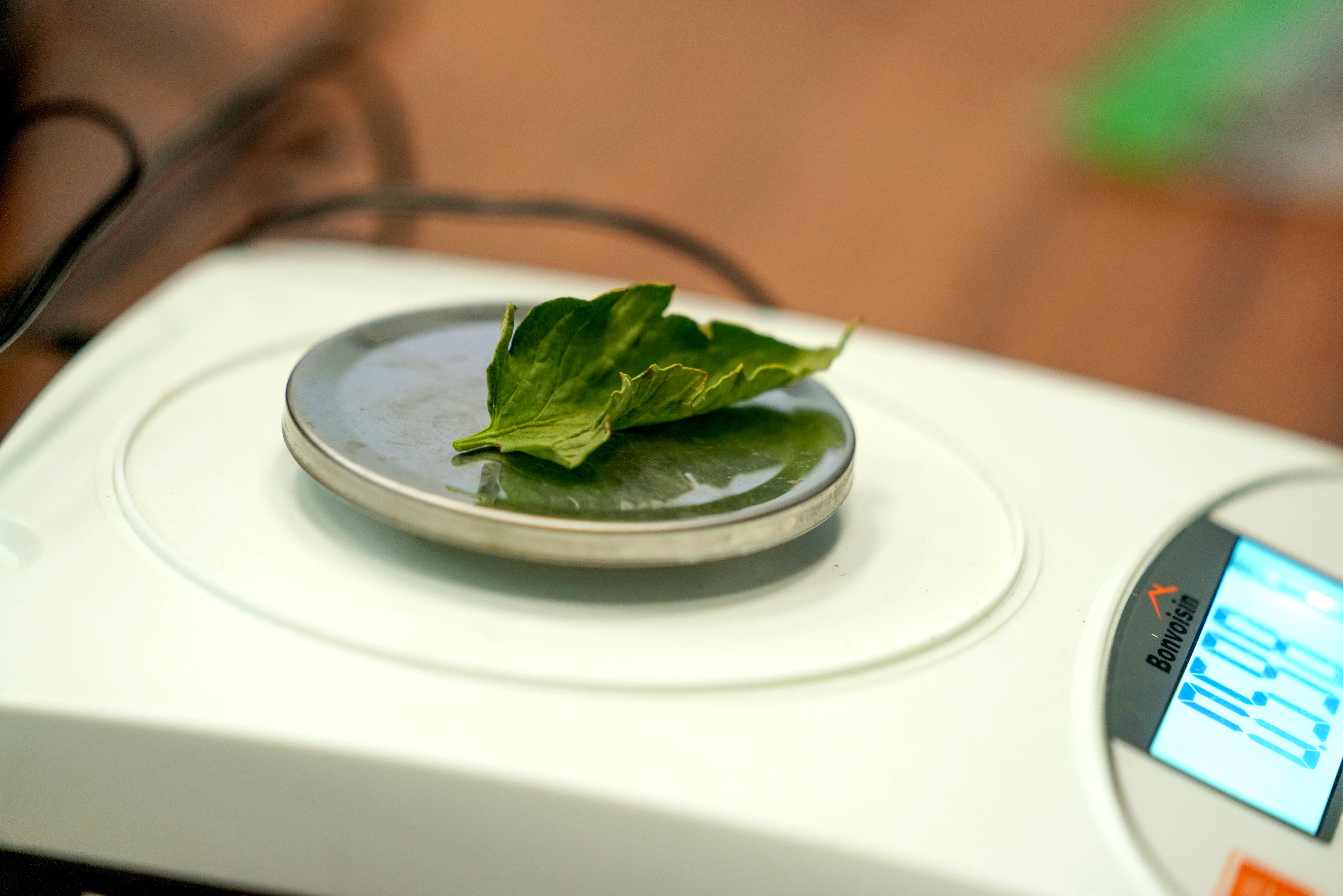 Tomato plant leaves being analyzed