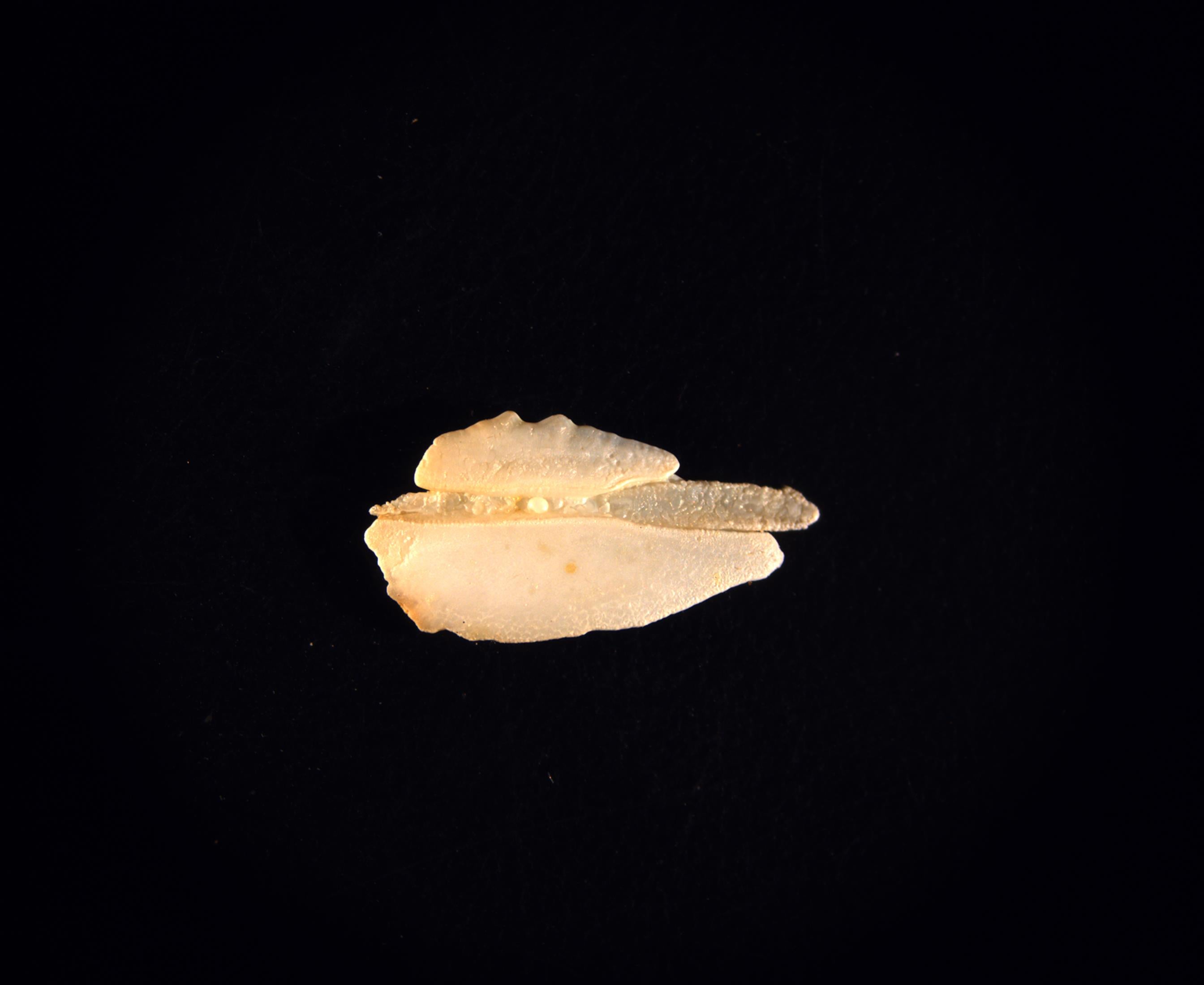bright white fish otolith that looks like small seashell on black background