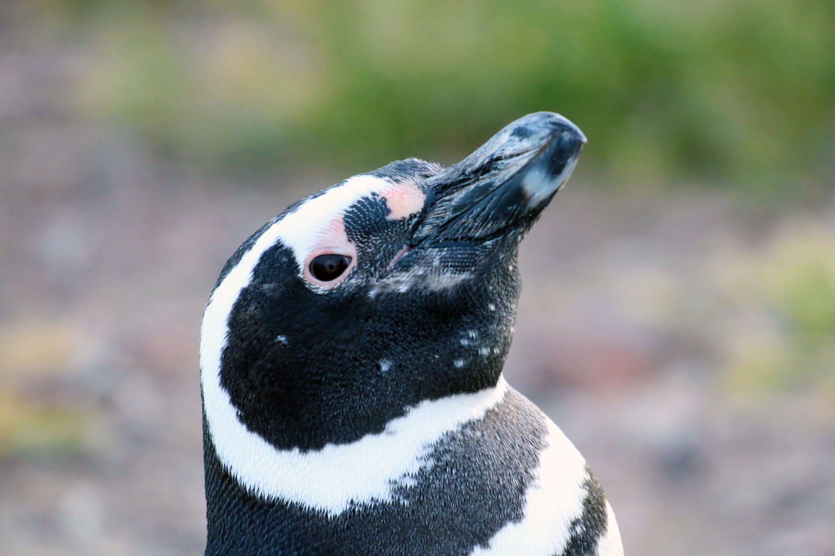 Close-up of a penguin with a black and white head, looking slightly upward.