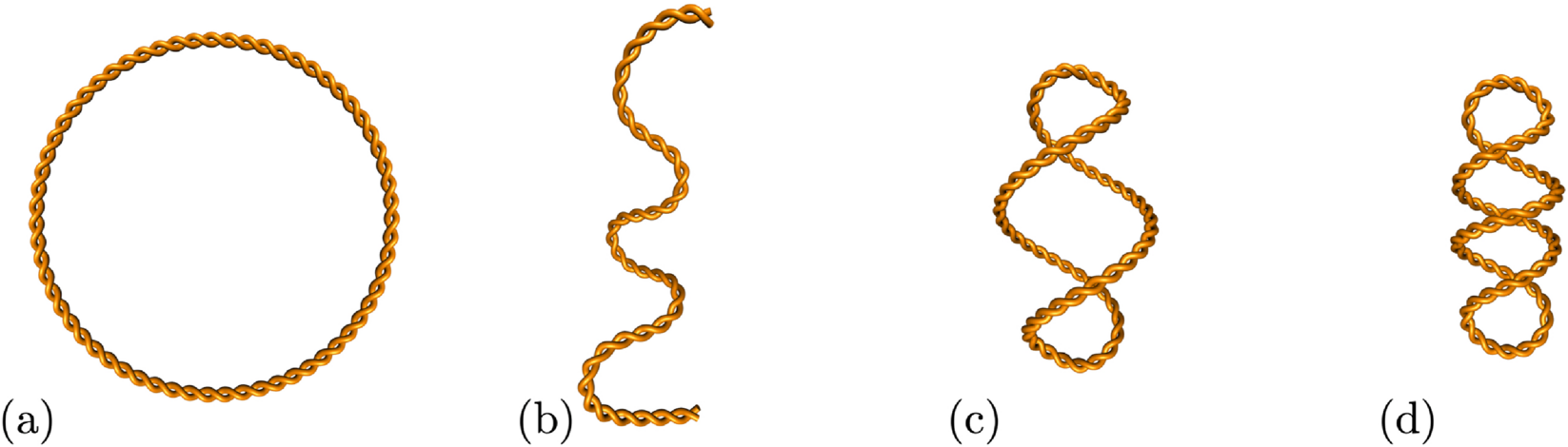 Diagram of four shapes each made of two twisted strands. From left: a circle; an open strand; a circle with two twists; a circle with three twists.