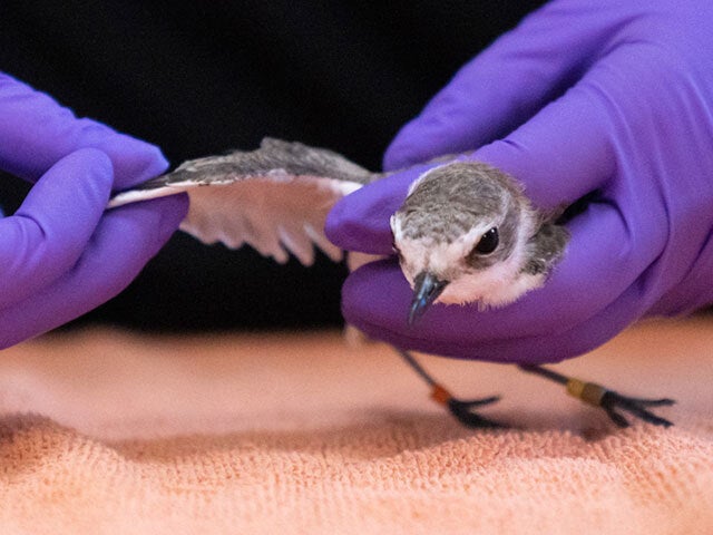 A rescue worker cleans a seabird that has been affected by an oil spill