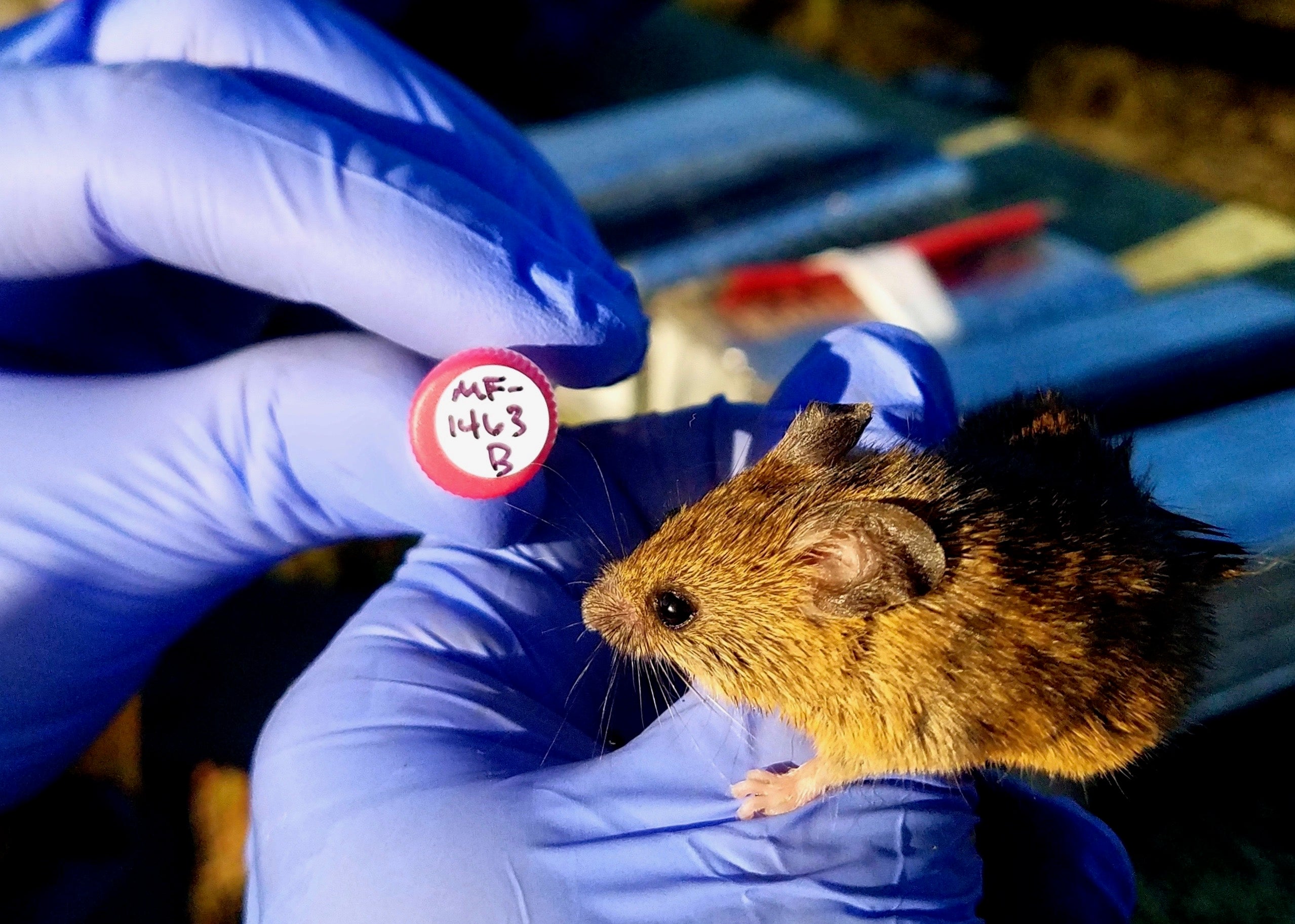 A salt marsh harvest mouse held by a scientist with purple gloves in the field