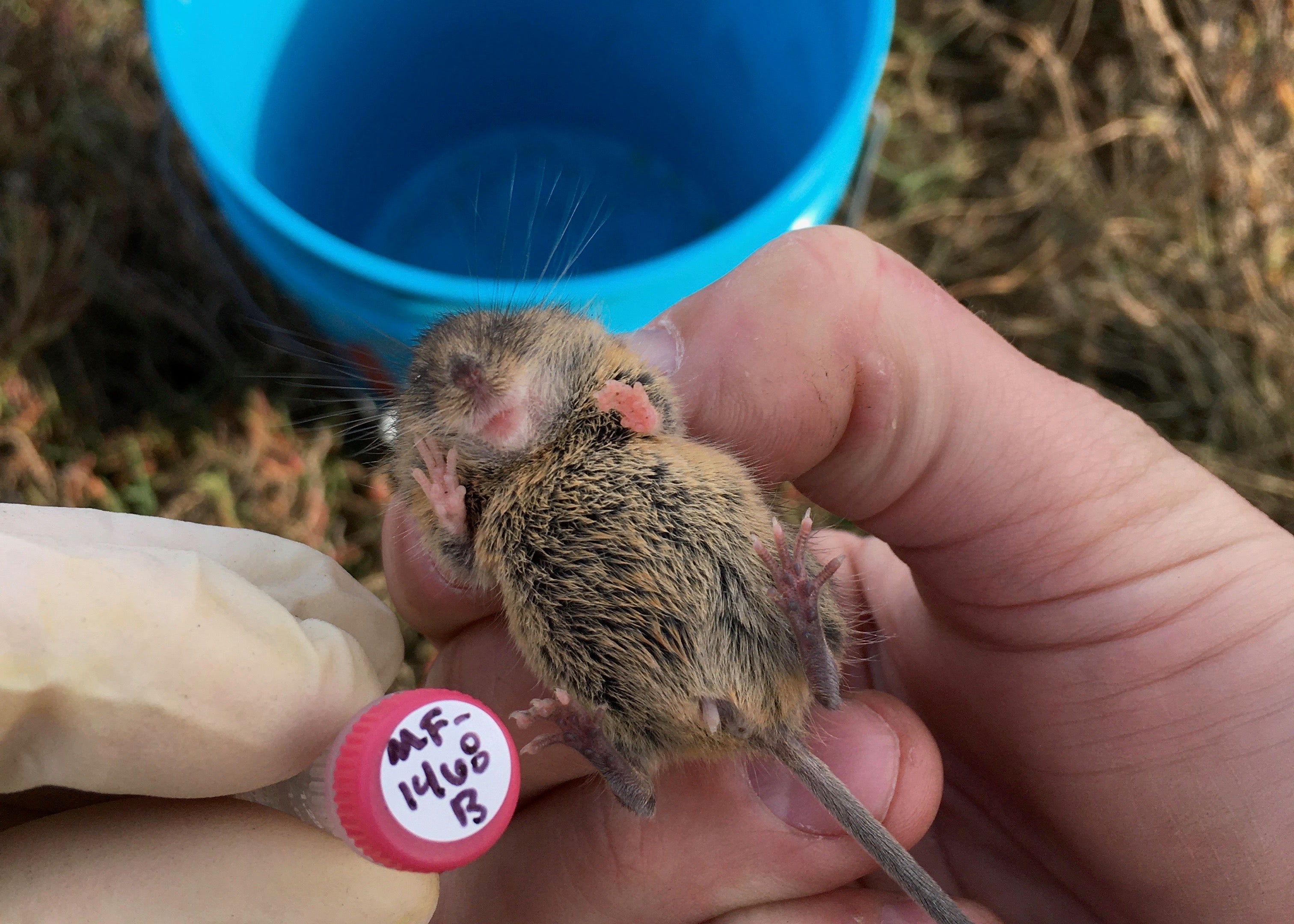 The hands of a field biologist examine the underside of a salt marsh harvest mouse in the field, with blue bucket in background.