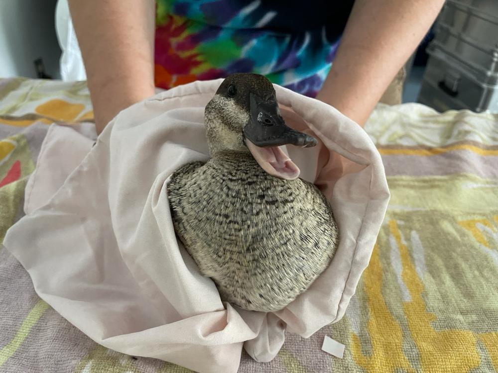 ruddy duck after being cleaned of oil from an oil spill