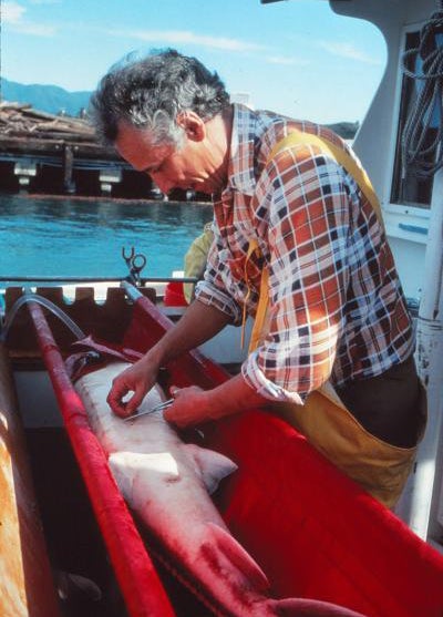 A man leans over a red plastic tub and works on suturing a large white fish. He appears to be on a boat, there is water and some docks in the background.