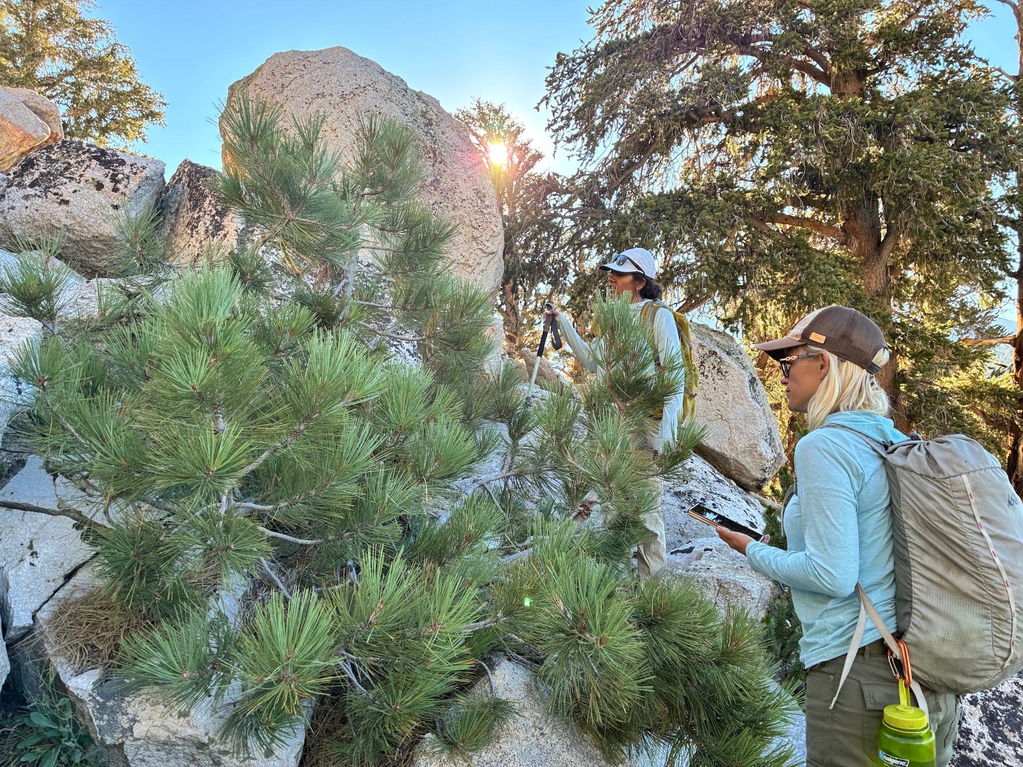 Ecologist Sachi Srivastava and volunteer Gabrielle Katanic stand next to bushy Jeffrey pine tree and cream colored boulders 