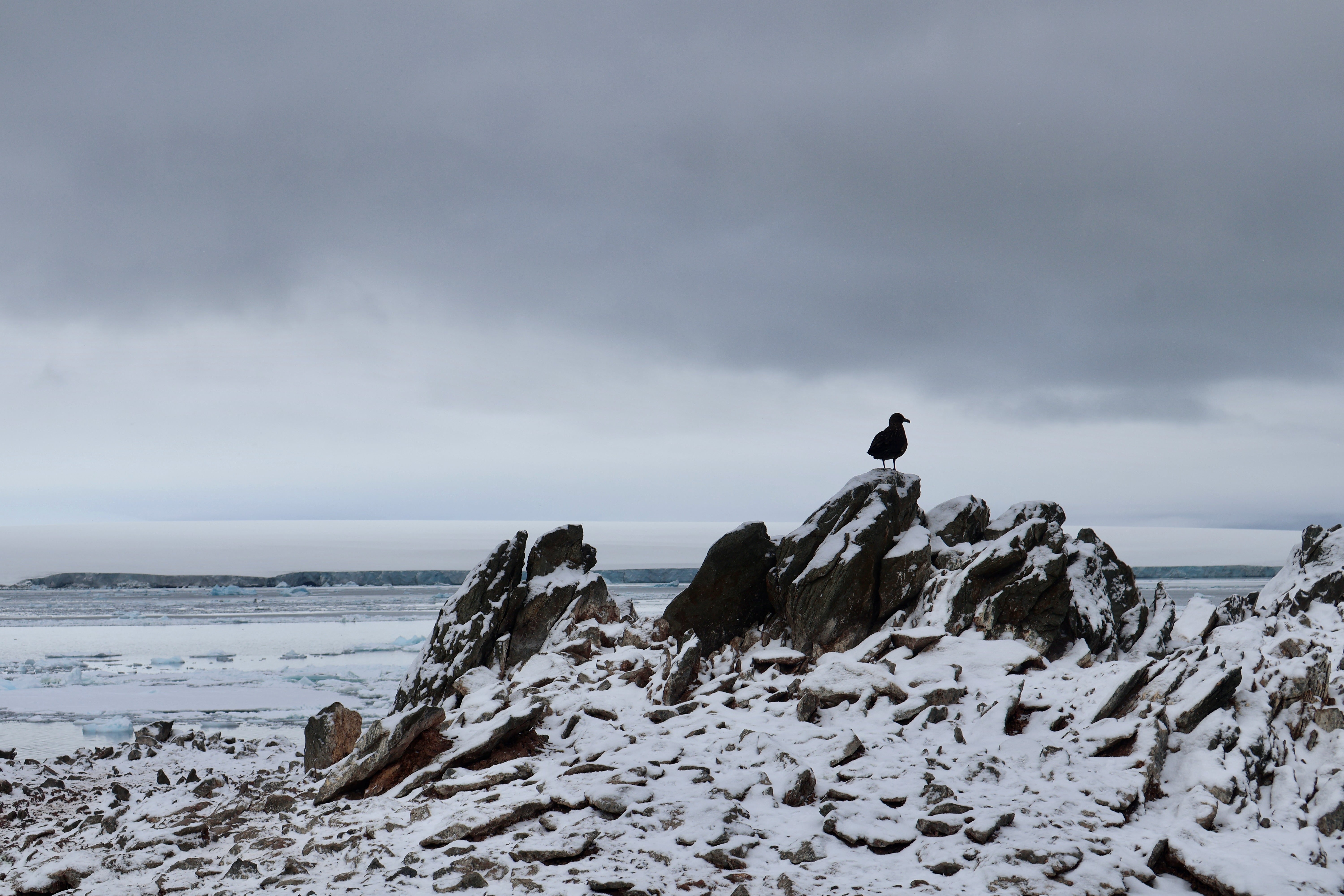 A lone bird, a skua, perched on a snow-covered rock, with a gray sky and frozen sea in the background.