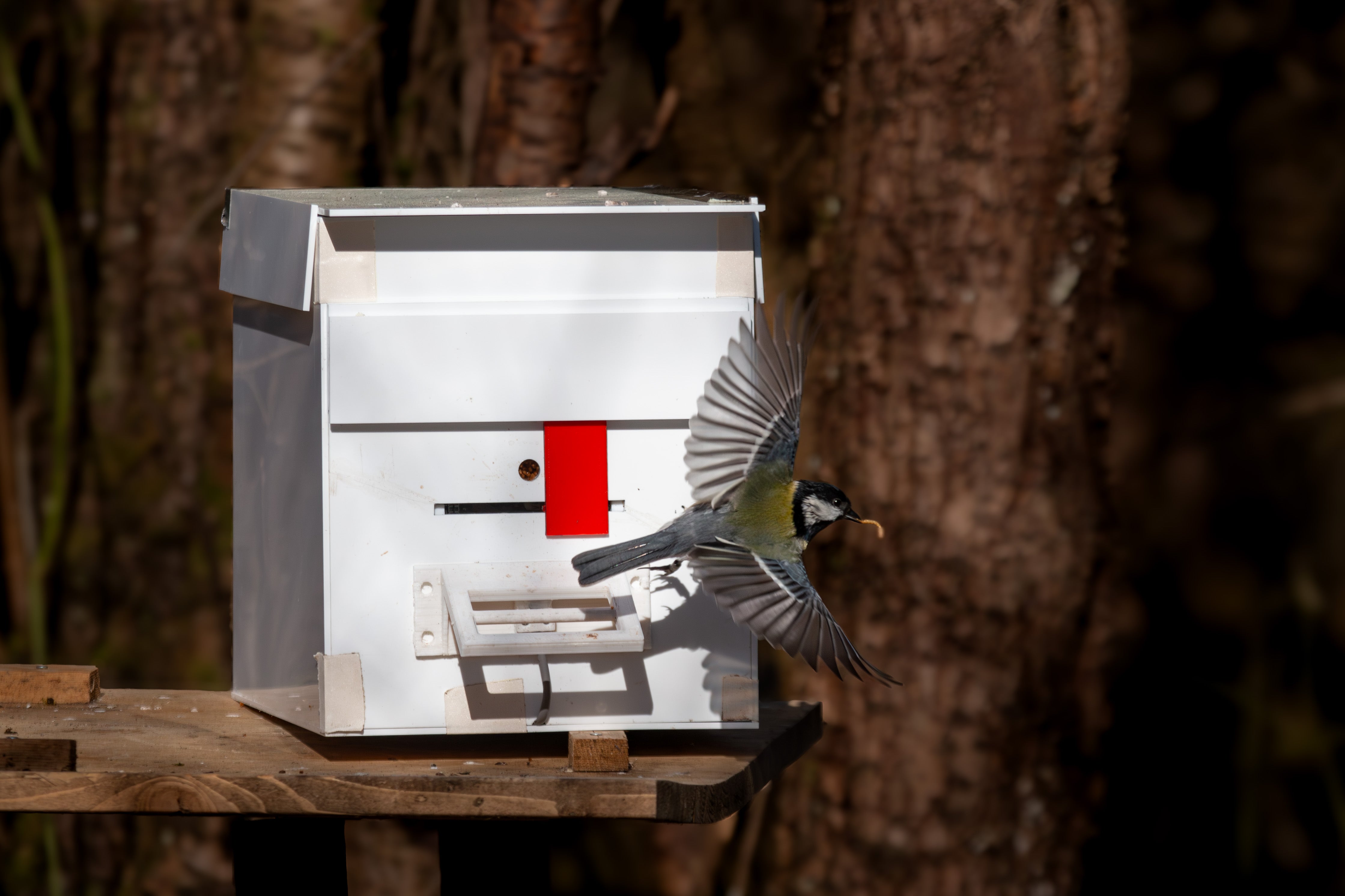 A songbird, the great tit, carries a mealworm in its beak as it flies away from a white box with a small red sliding door.