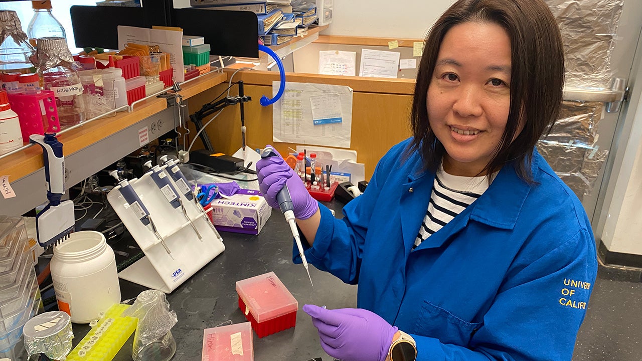 Hiromi Tajima, a staff scientist in the lab of Eduardo Blumwald, measures the number of nitrogen-fixing bacteria in samples of soil in which the team has grown a new kind of wheat. Tajima is first author on a paper the lab’s team recently published about developing wheat that stimulates production of its own fertilizer. She holds a pipette in her hand inside her lab.(Trina Kleist/UC Davis)