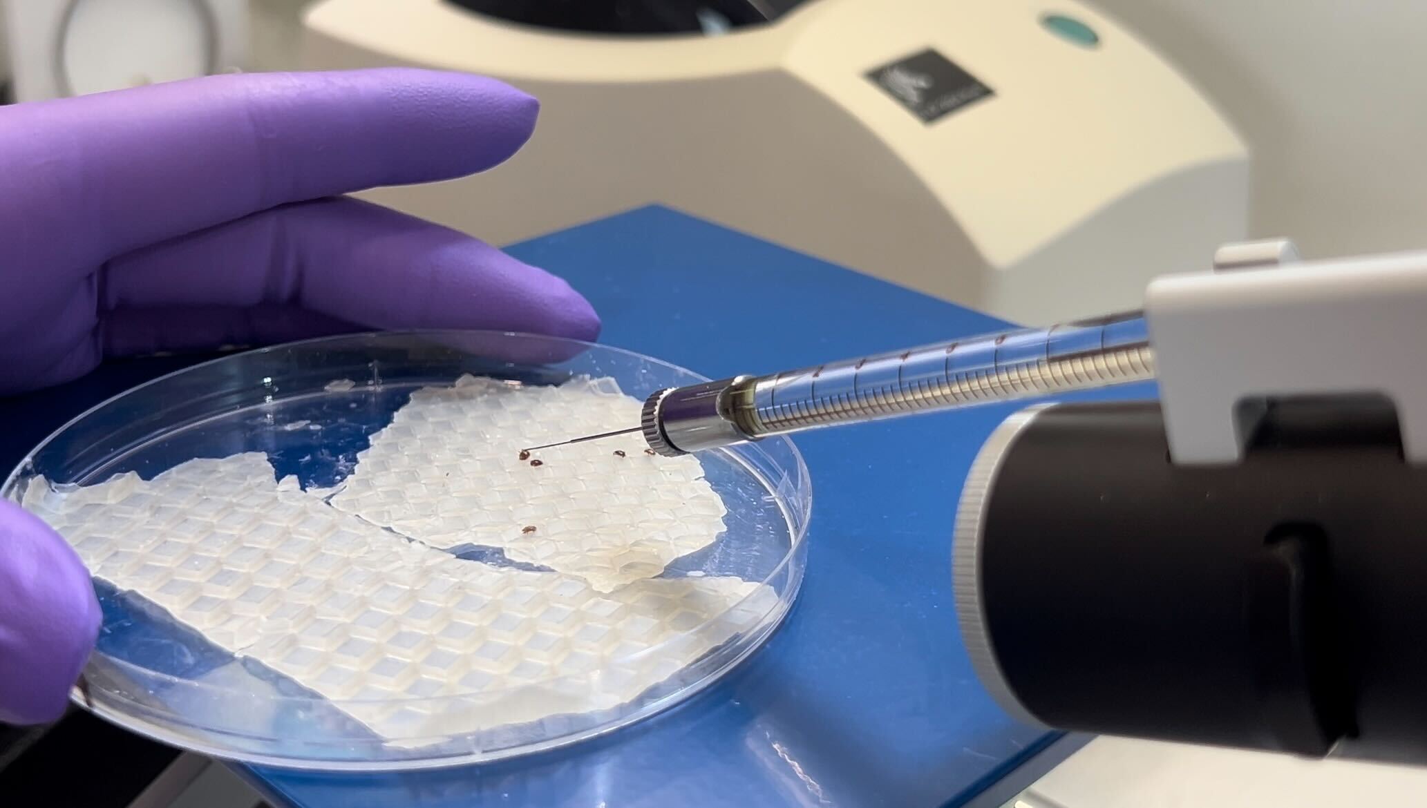 Microinjector needle approaches tiny varroa mites on petri dish lined in wax, which is held by a purple gloved hand.