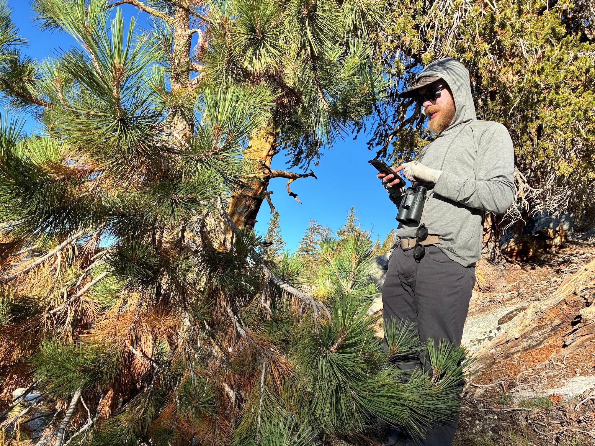 man in gray hooded shirt, hat and sunglasses holds a phone standing next to Jeffrey pine tree in mountains