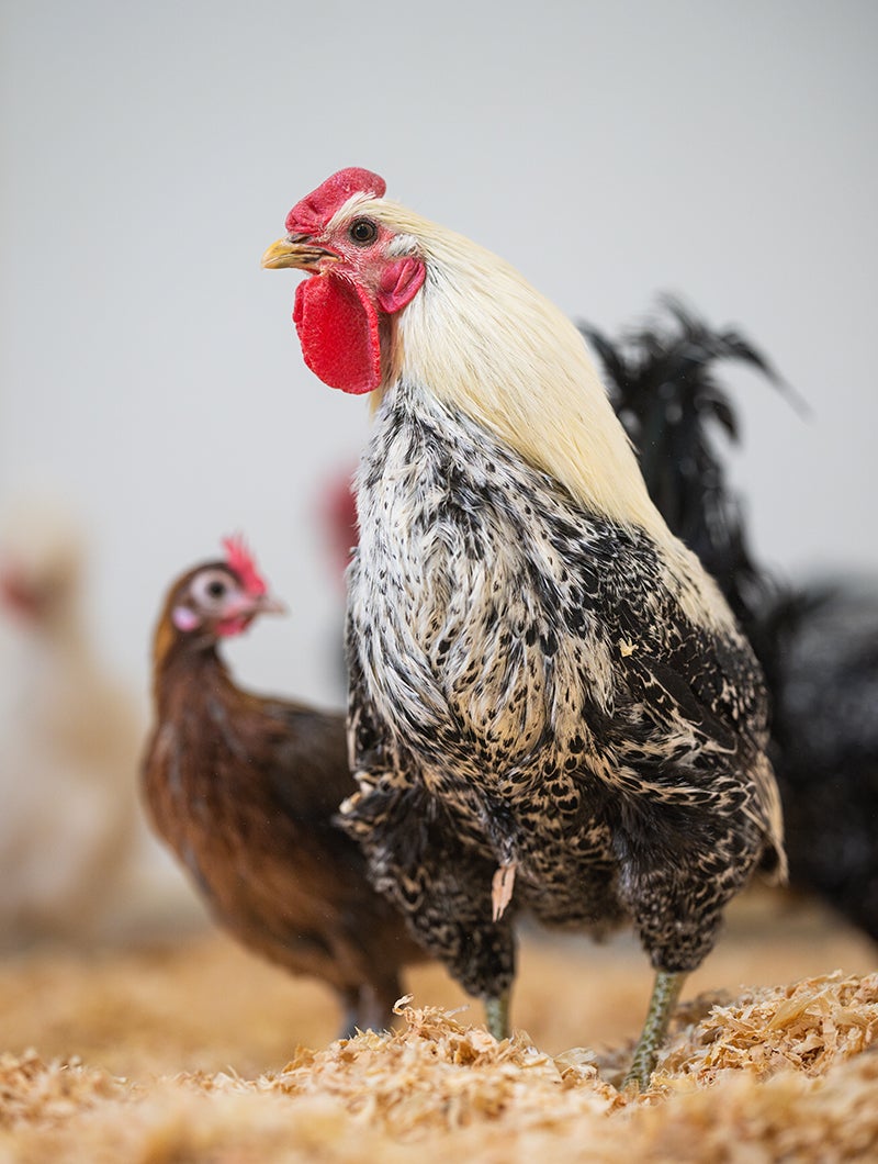 A magnificent rooster with red comb and wattles and a black and white speckled chest feathers is admired by other hens. 