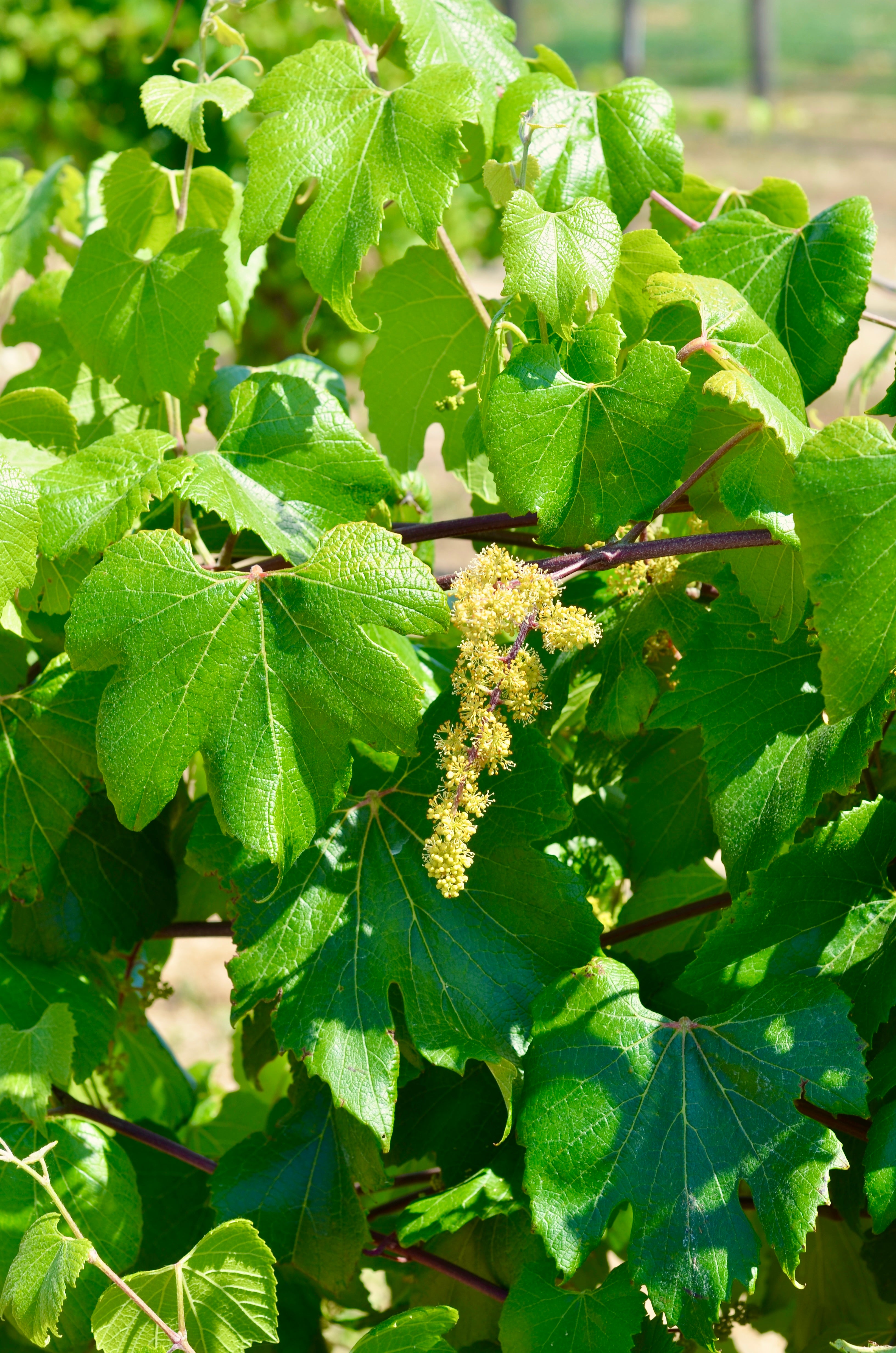 Vitis berlandieri grapevine