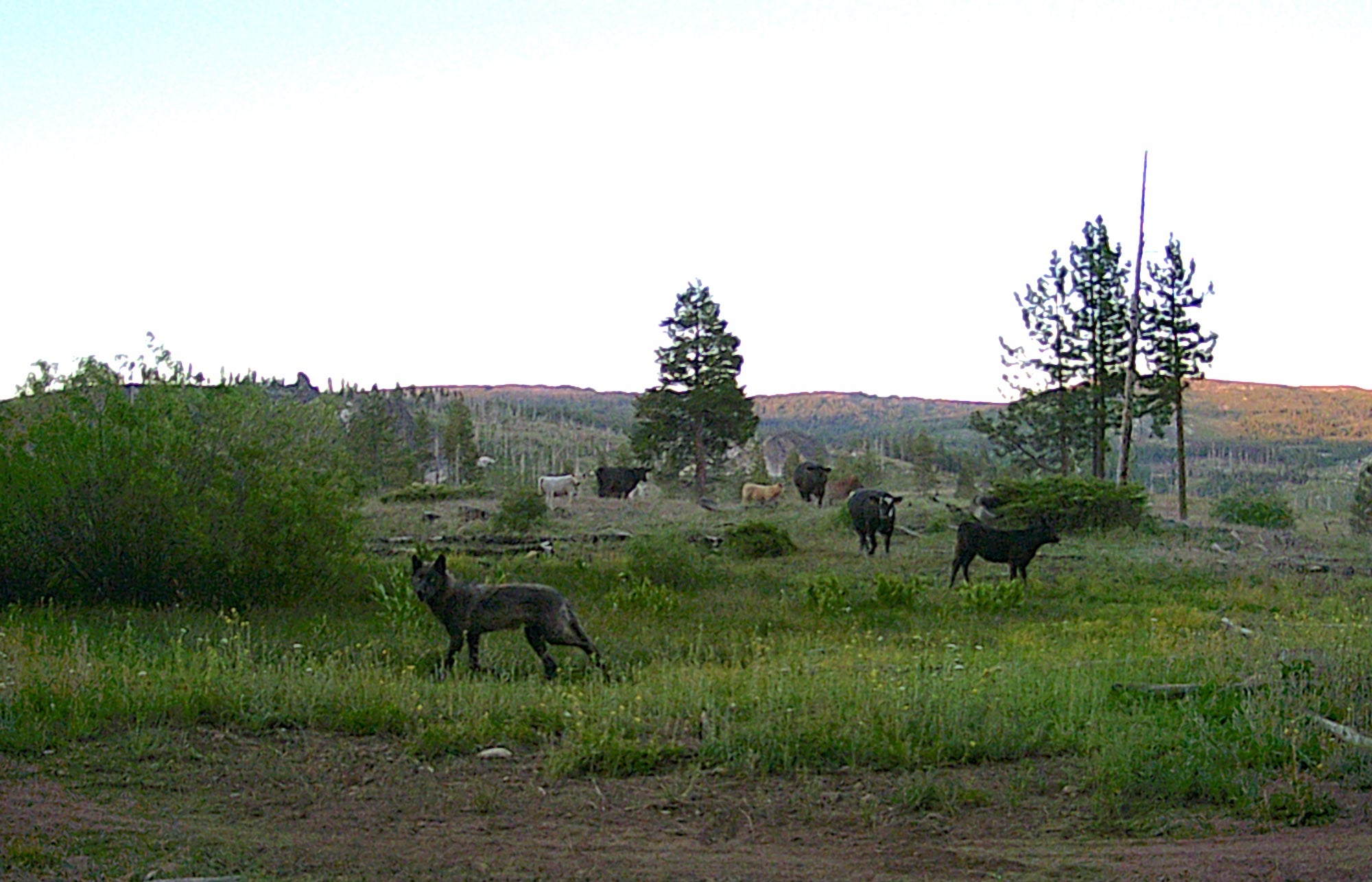 A game camera captured this gray wolf from the Lassen pack among a herd of cattle in July of 2022. (Ken Tate and Tina Saitone / UC Davis)