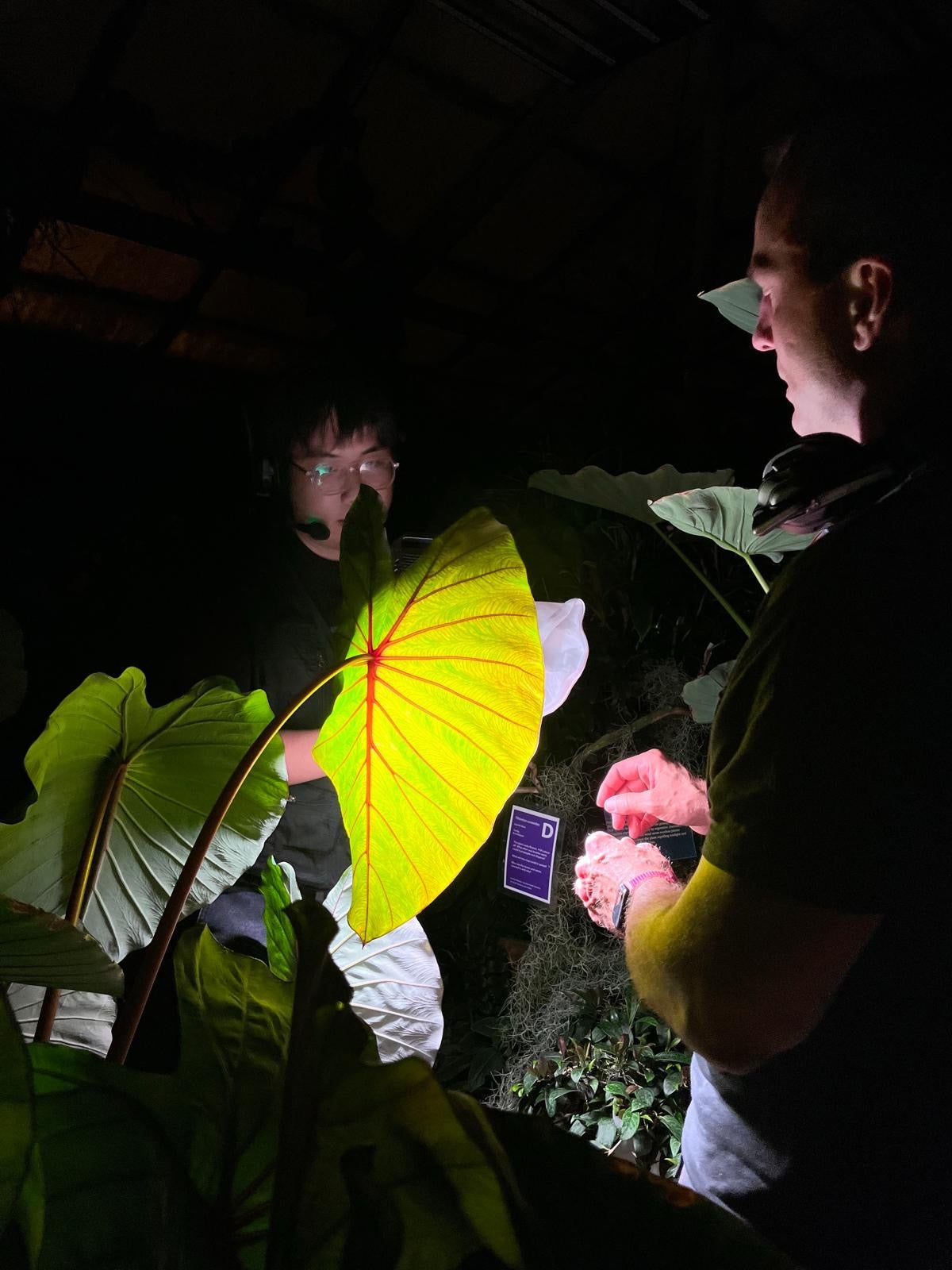 students photographing plants in dark