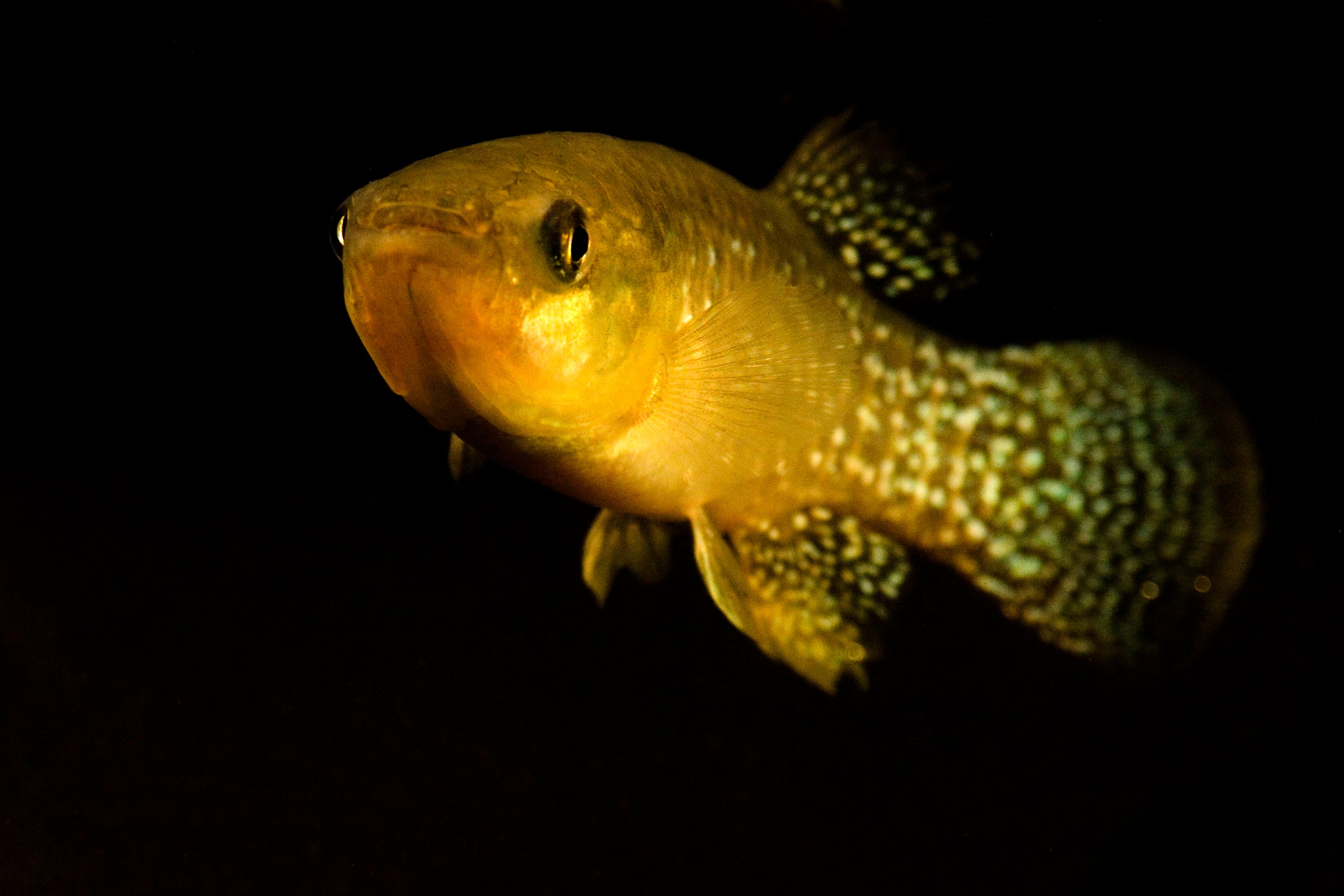 A golden-colored adult killifish swims over a black background