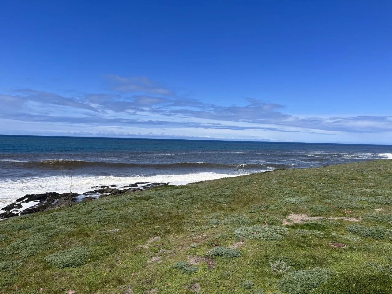 A wave of reddish-brown waters rolls toward the rocks and grassy coastline of Bodega Natural Reserve. 