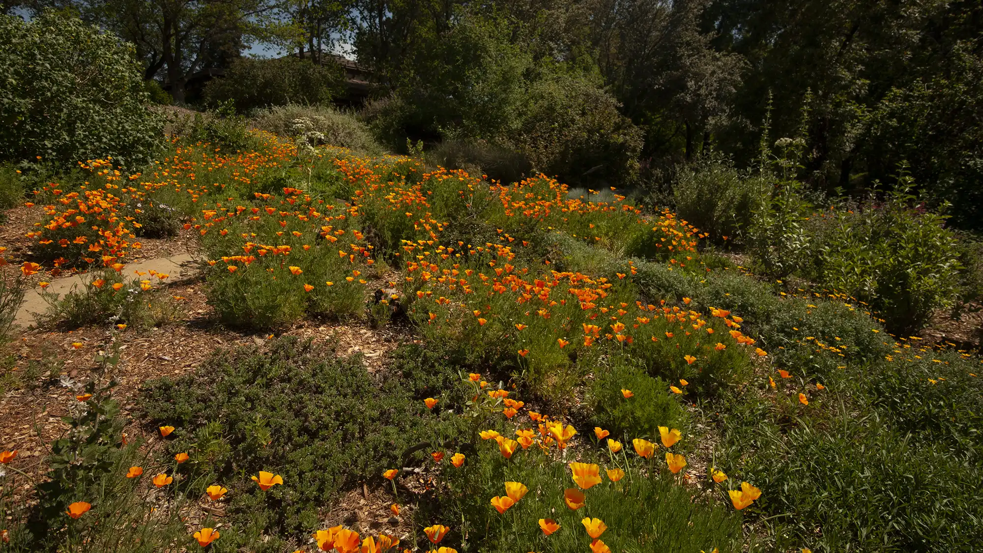 A vibrant landscape filled with blooming orange flowers among green foliage.