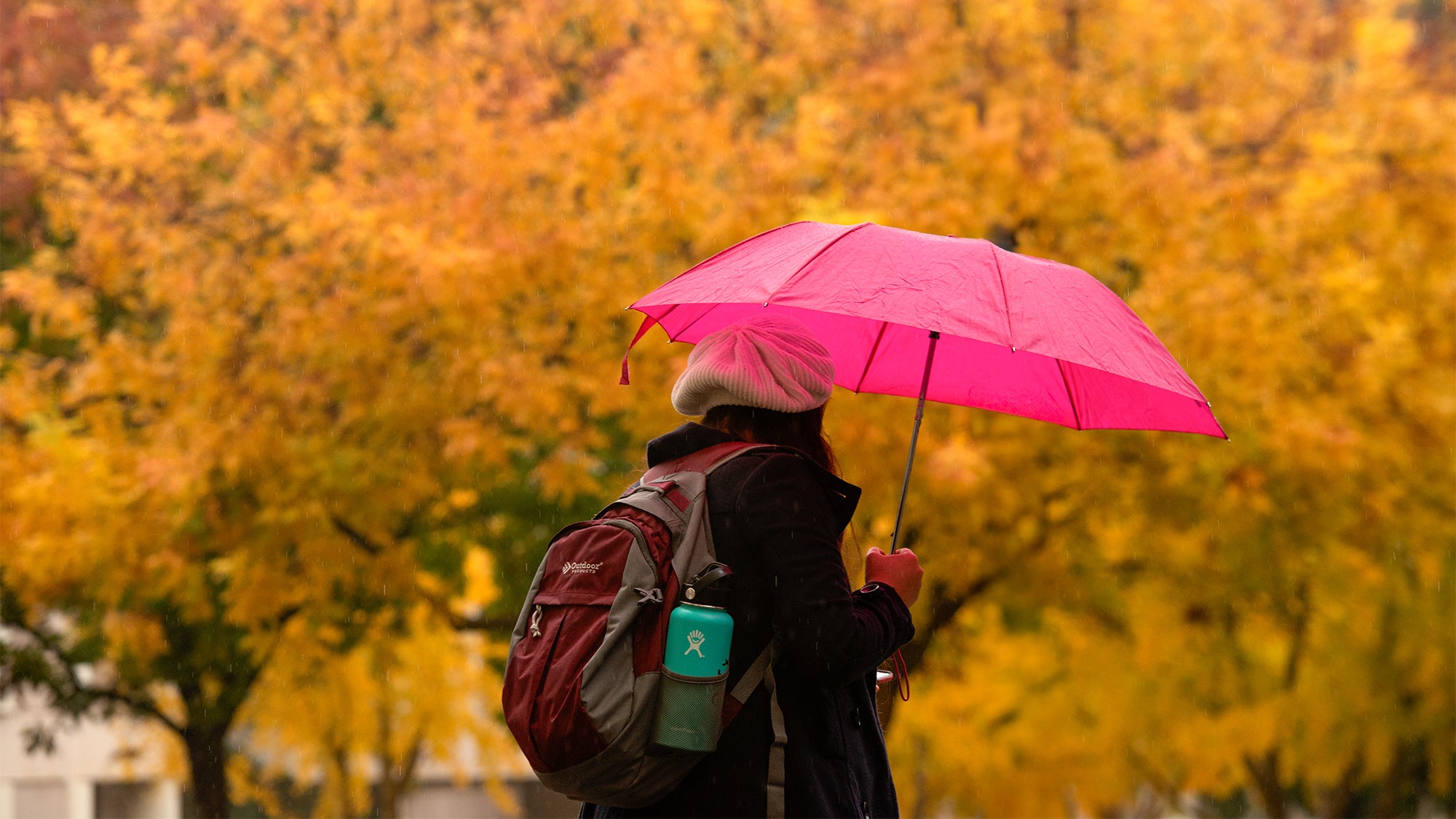 A student with a pink umbrella open above their head crosses in front of trees with colorful autumn foliage.