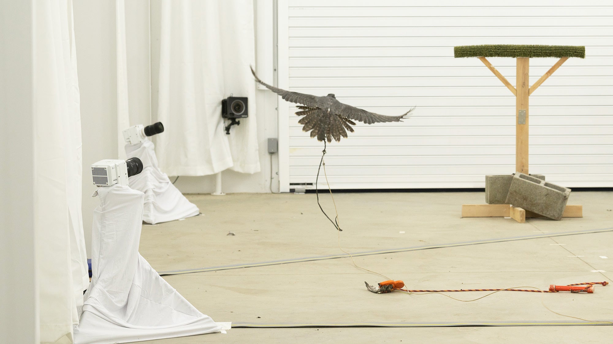 A bird flying in a spacious indoor area with white curtains and a wooden perch.