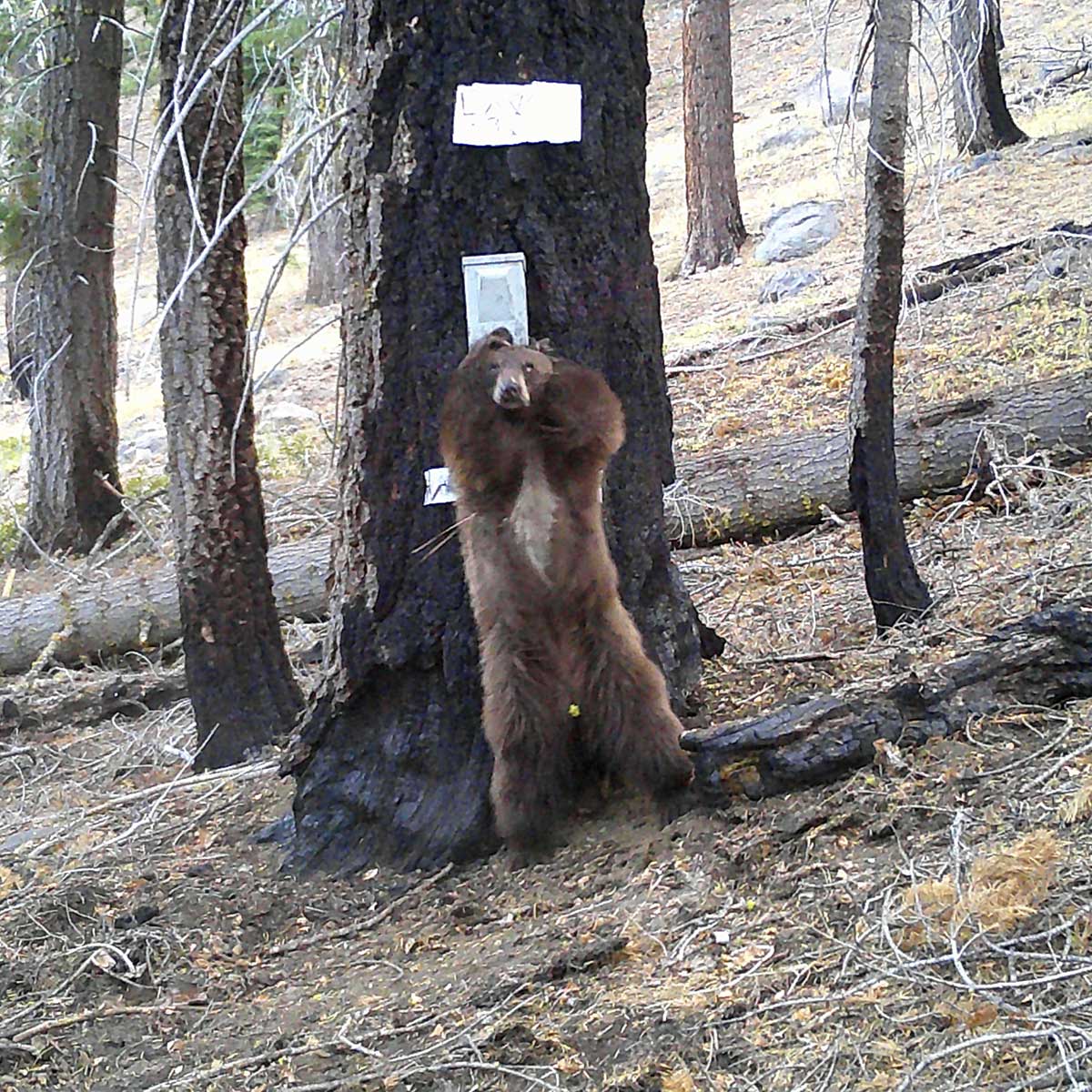 A back bear stands up with its back against a tree in a forested area.