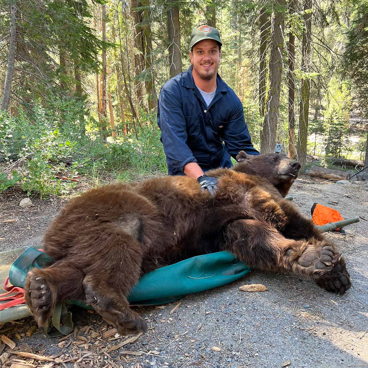 A man sits with a large black bear that is lying down on a green mat in a forested area. The bear is asleep.