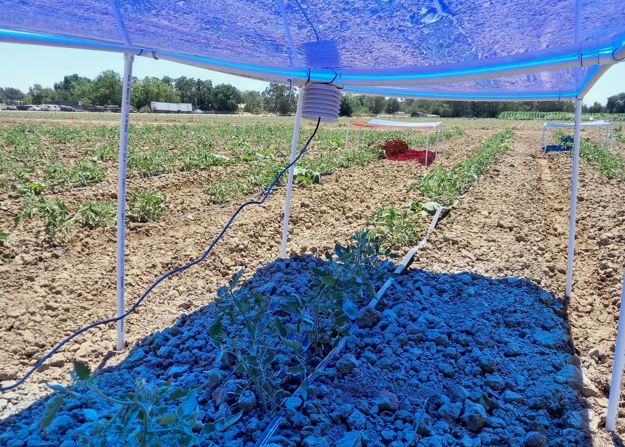  Solar filters in agrivoltaic system cast blue light on tomato plants at UC Davis research field