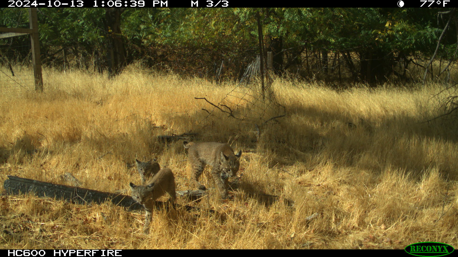 Three bobcats walk across a golden meadow