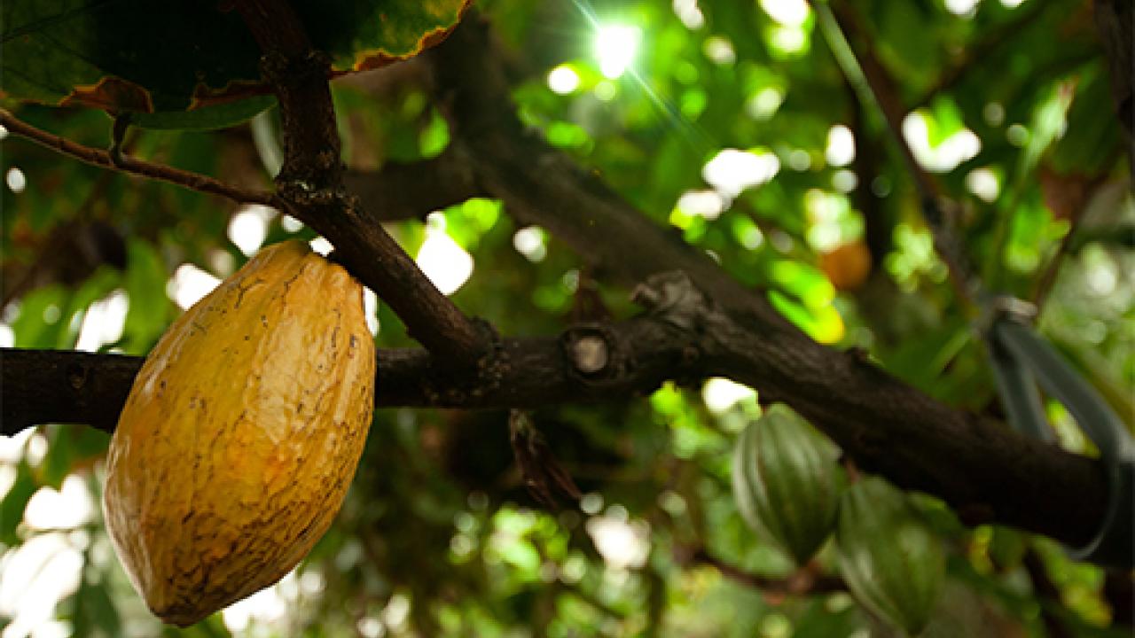 ripe cacao pod on tree