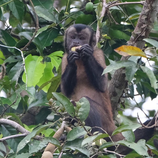 capuchin eats fruit in a tree