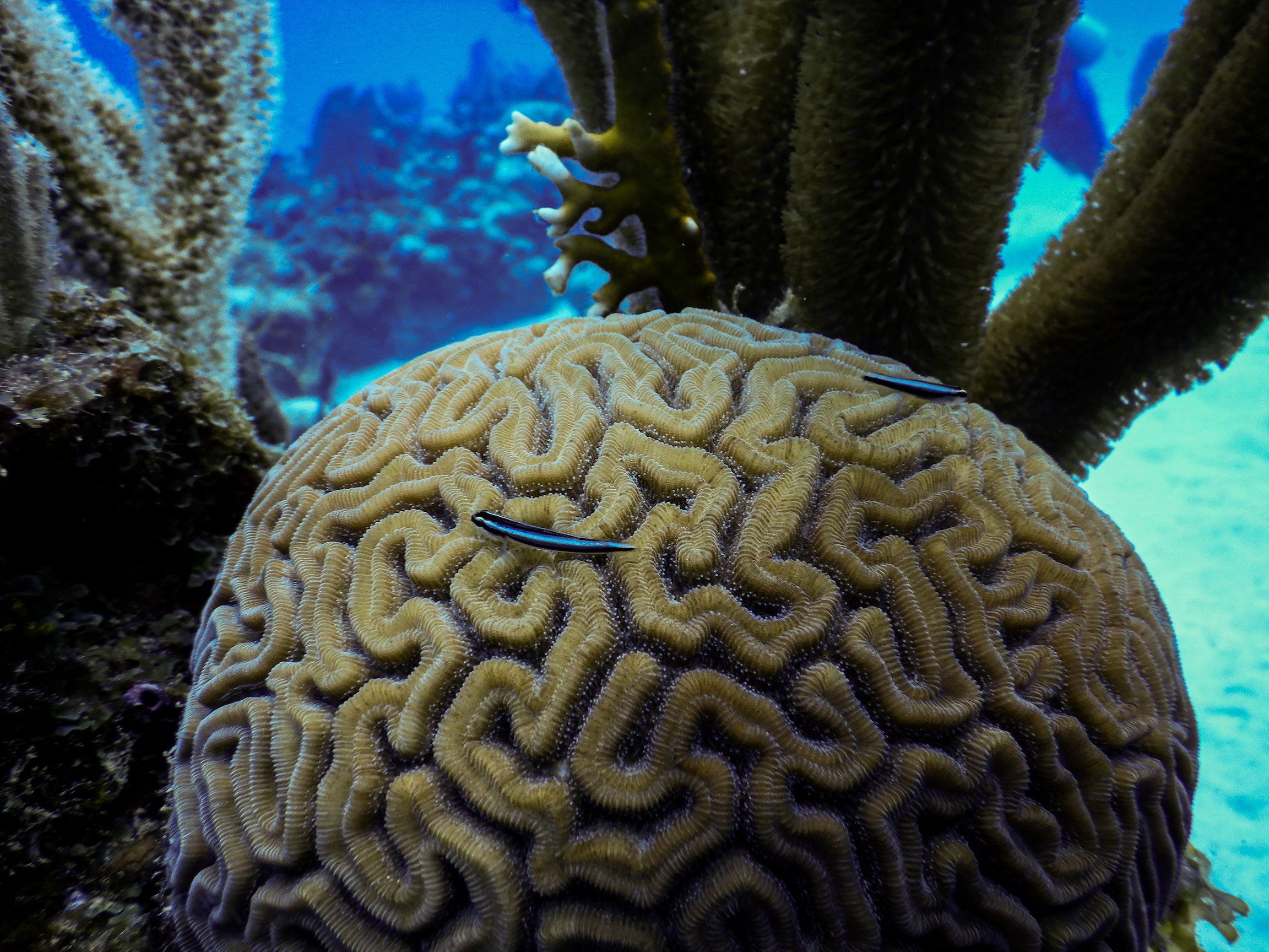clue-striped cleaner goby swims near brain coral in reef