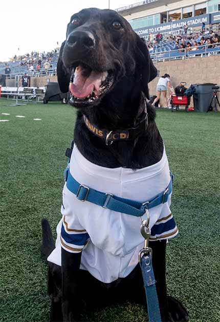 Black labrador wearing white UC Davis shirt