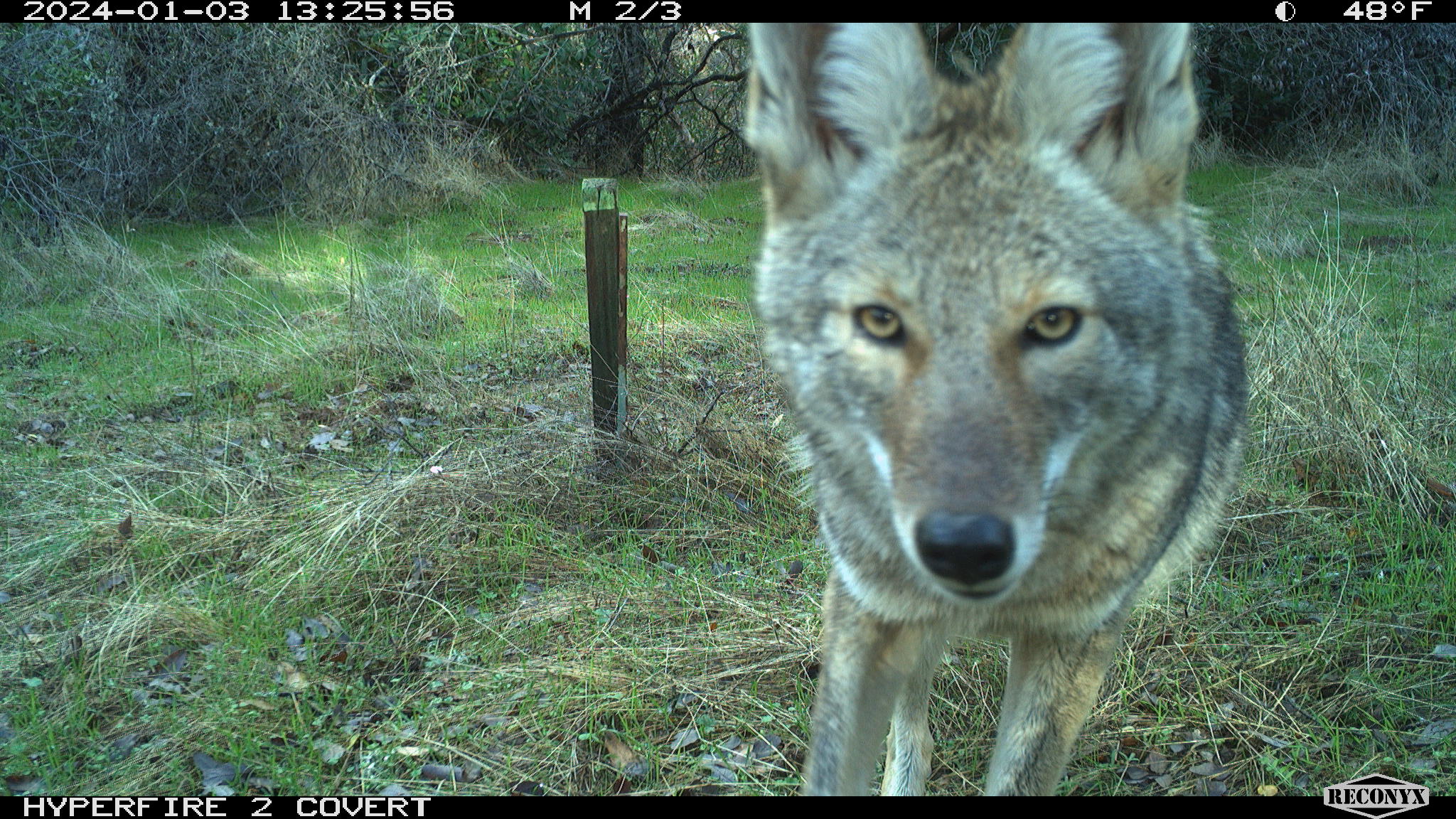 a coyote's face close up as seen on trail camera in grassy field