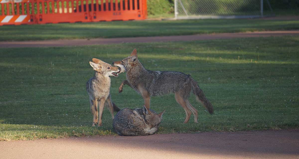 Three coyotes play on what looks like a city park baseball field around dusk or dawn. Orange fencing can be seen in the background.