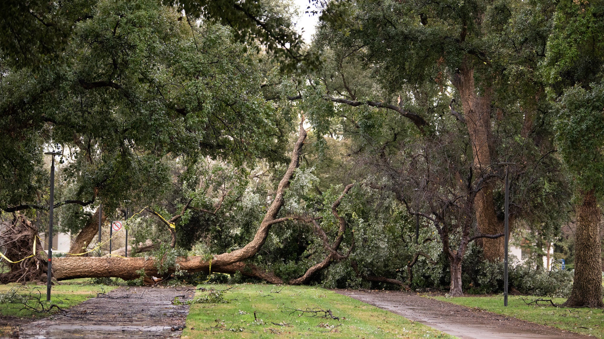Fallen cork oak