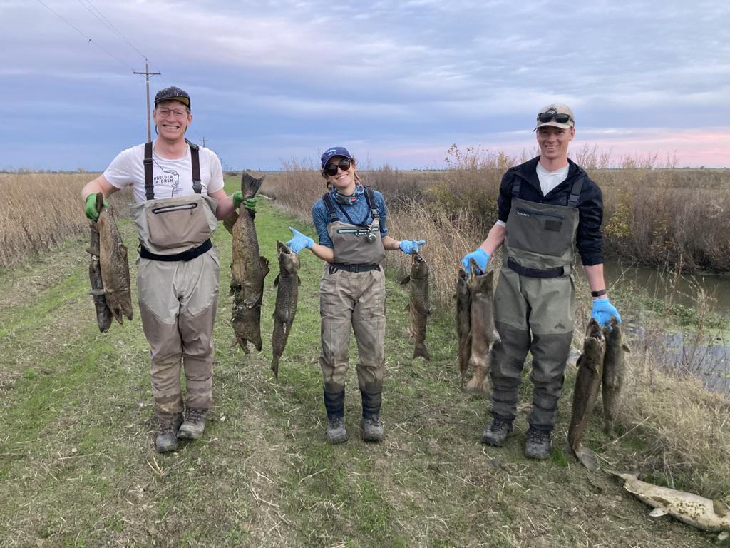 Three researchers in waders hold up salmon carcasses and smile along creekbank. 