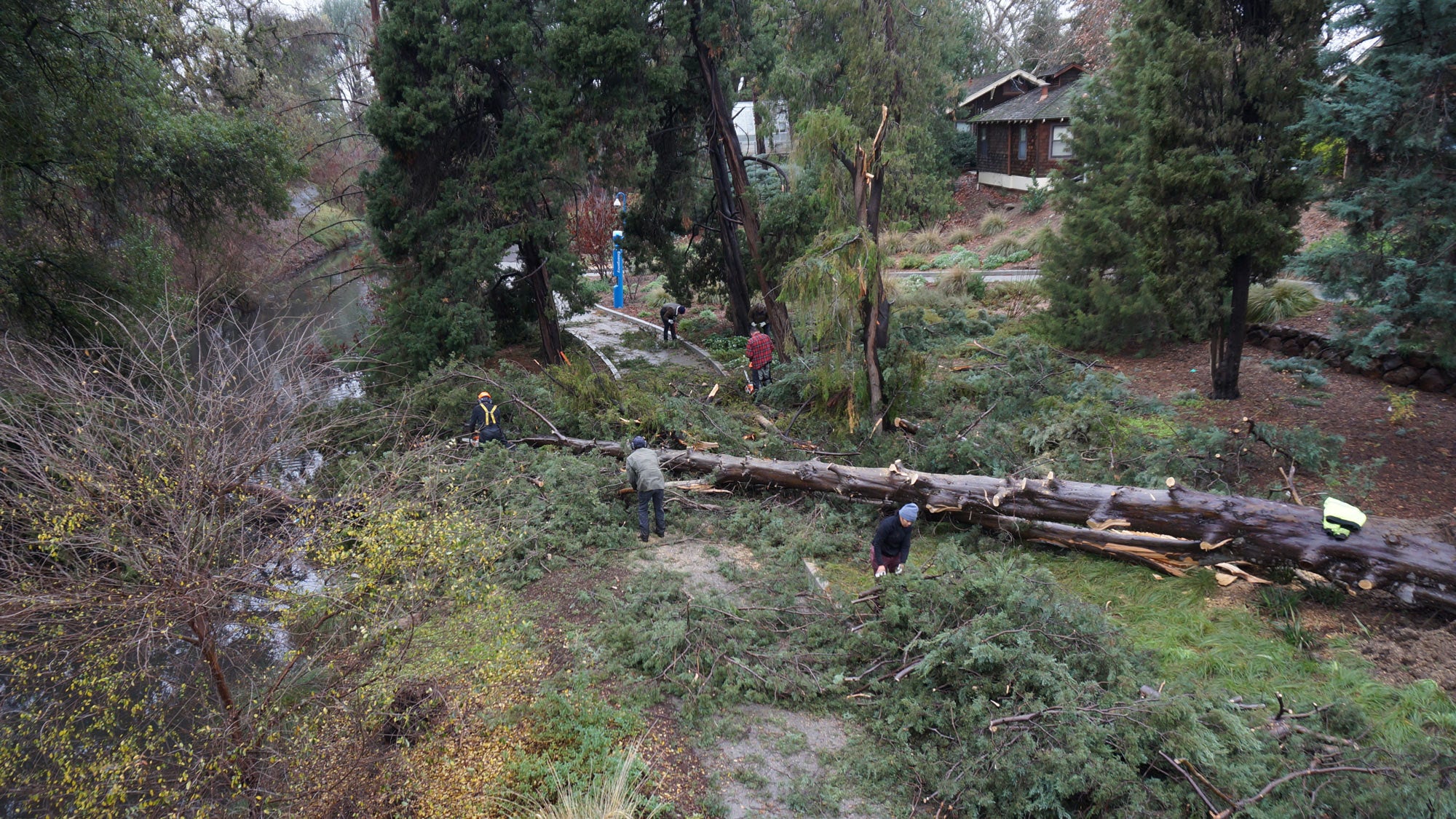 Fallen Guadalupe cypress along Arboretum Waterway