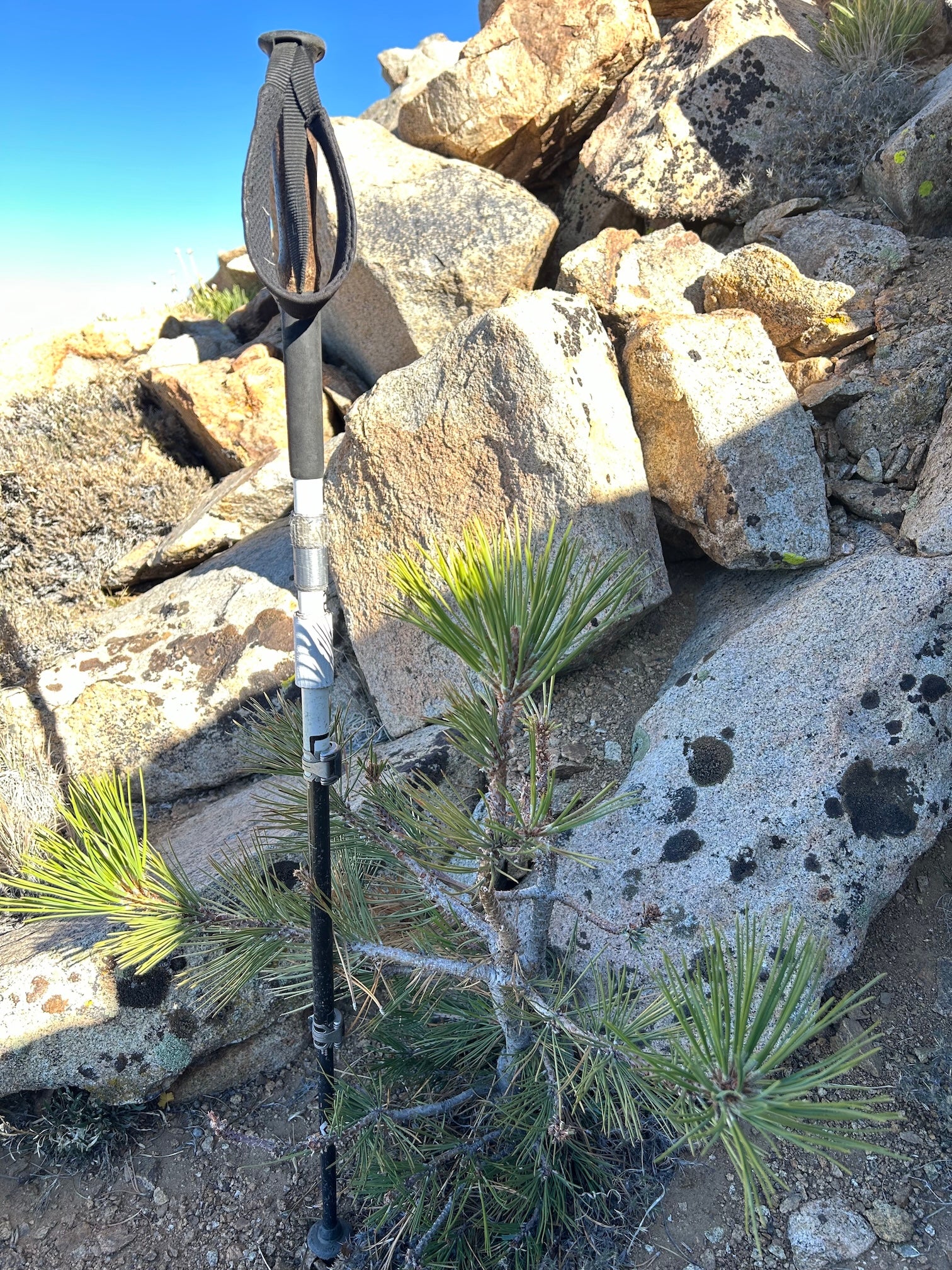 A Jeffrey pine seedling grows on Mount Kaweah, surrounded by rocks. A hiking pole sticks in the ground beside it for size comparison.