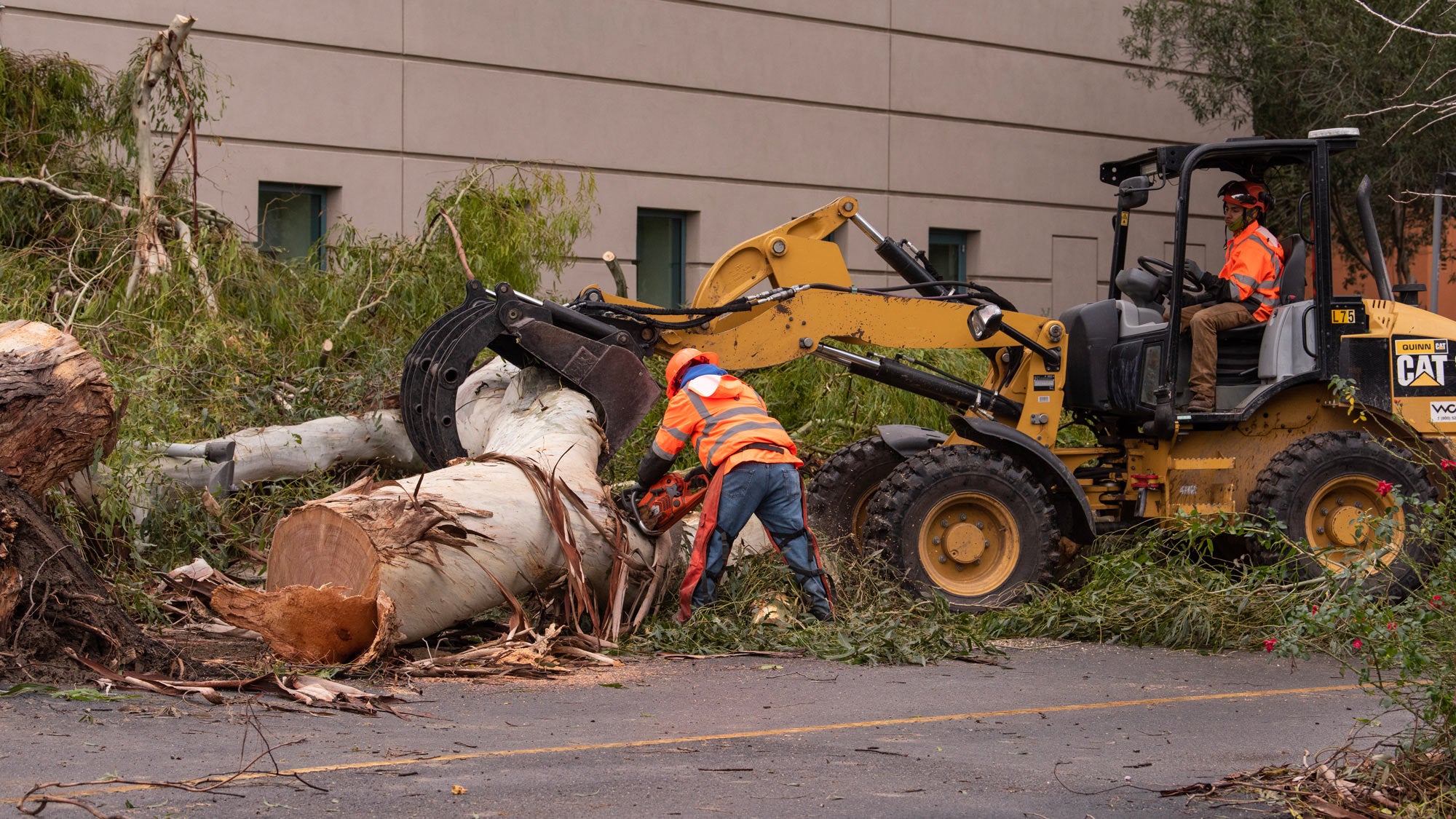 Workers cut up eucalyptus tree lying on ground