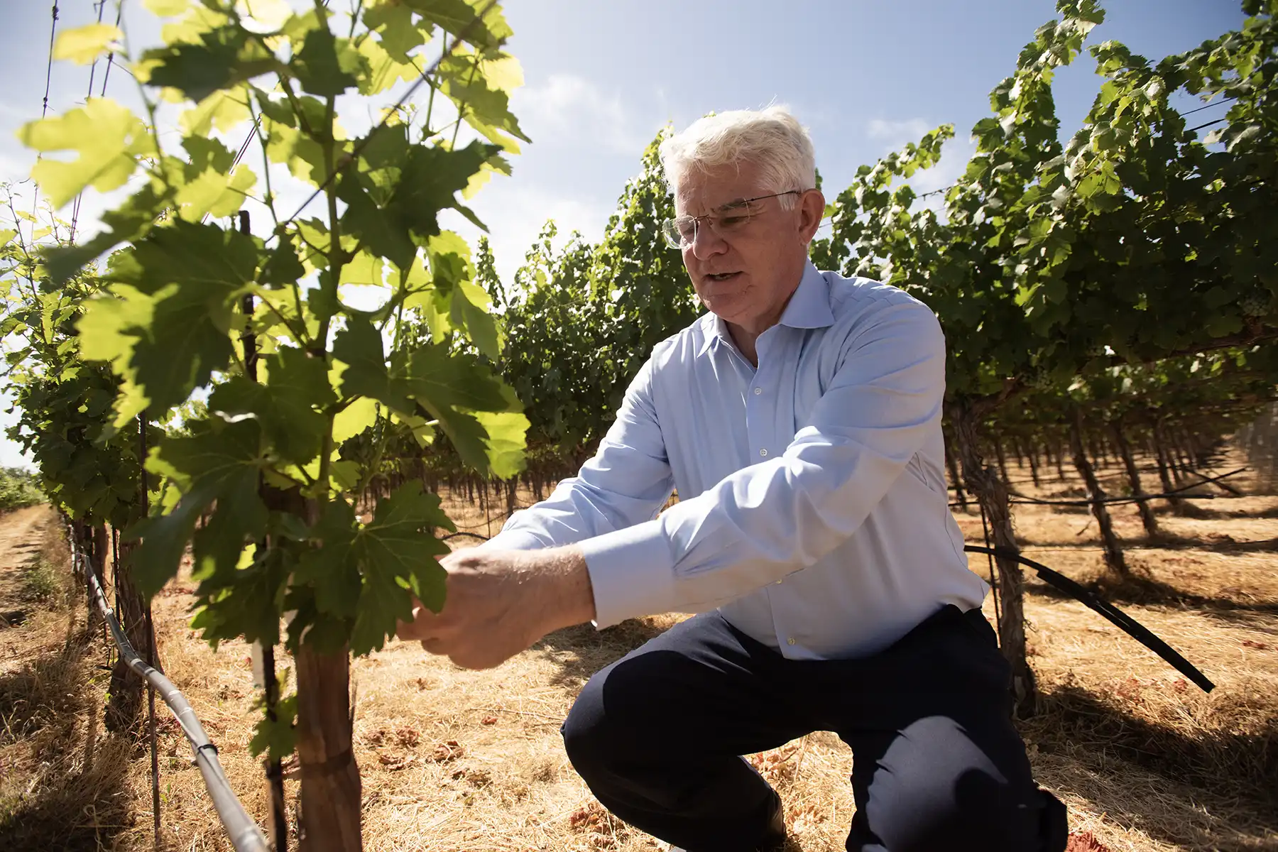 A man crouches down to inspect a vine in a vineyard.