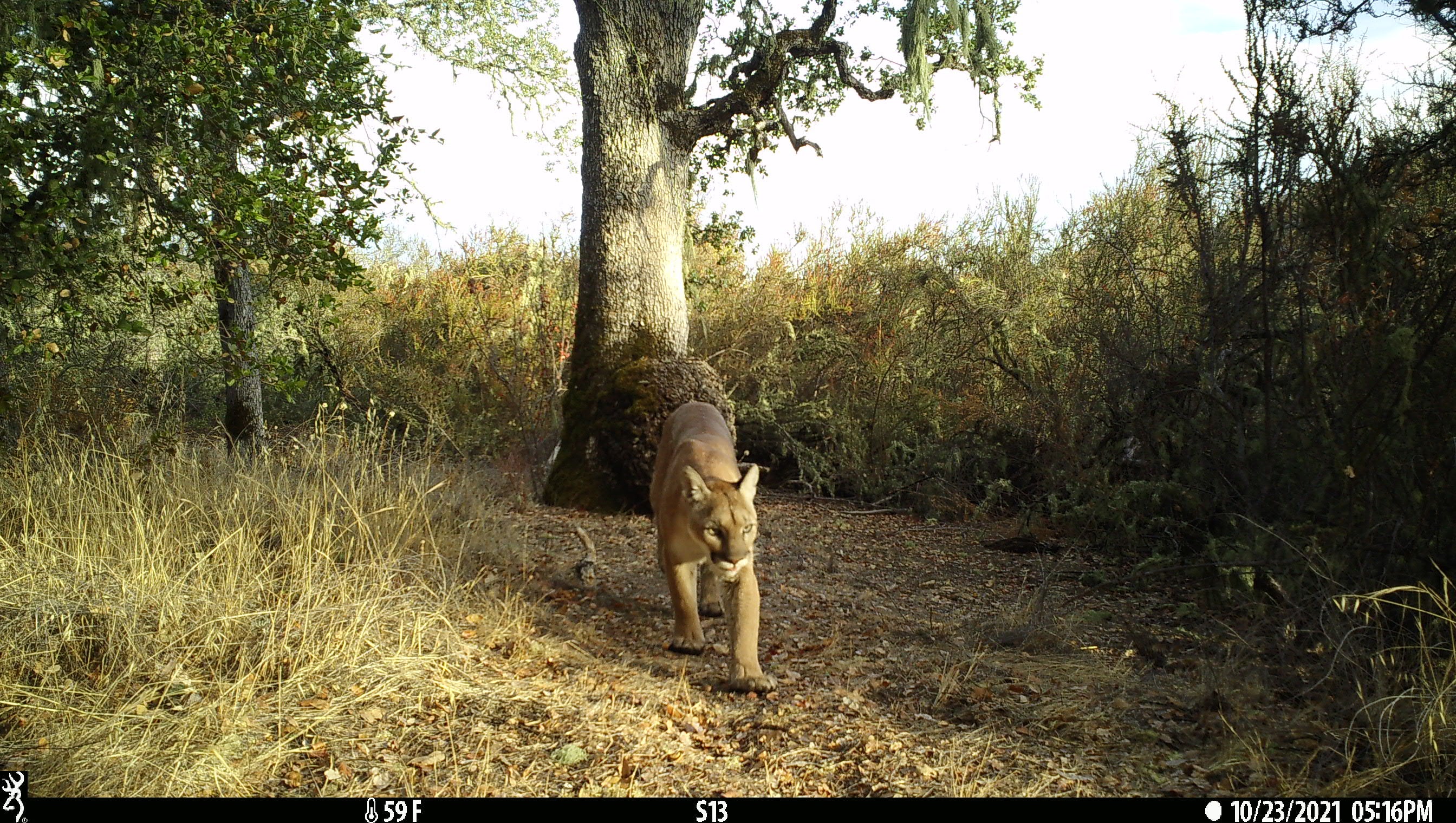 a mountain lion walks away from a tree in a grassy golden field