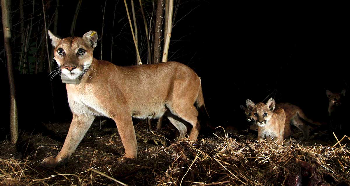 A mountain lion and her kitten look directly into the camera during a walk at night.
