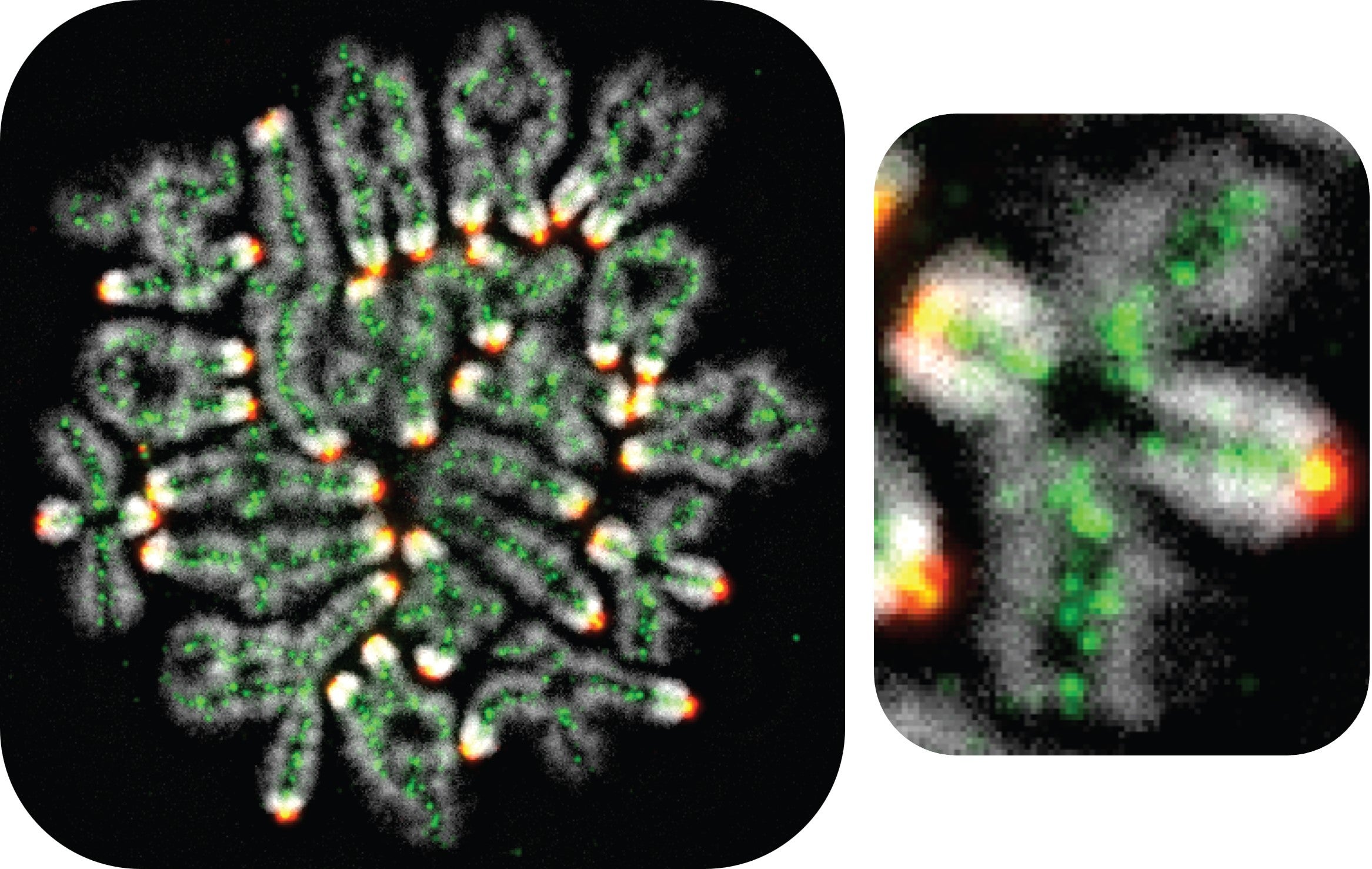 Left panel: short green irregular lines arranged in pairs. Right: Close up of one pair shows that the two strands from a cross shape. 