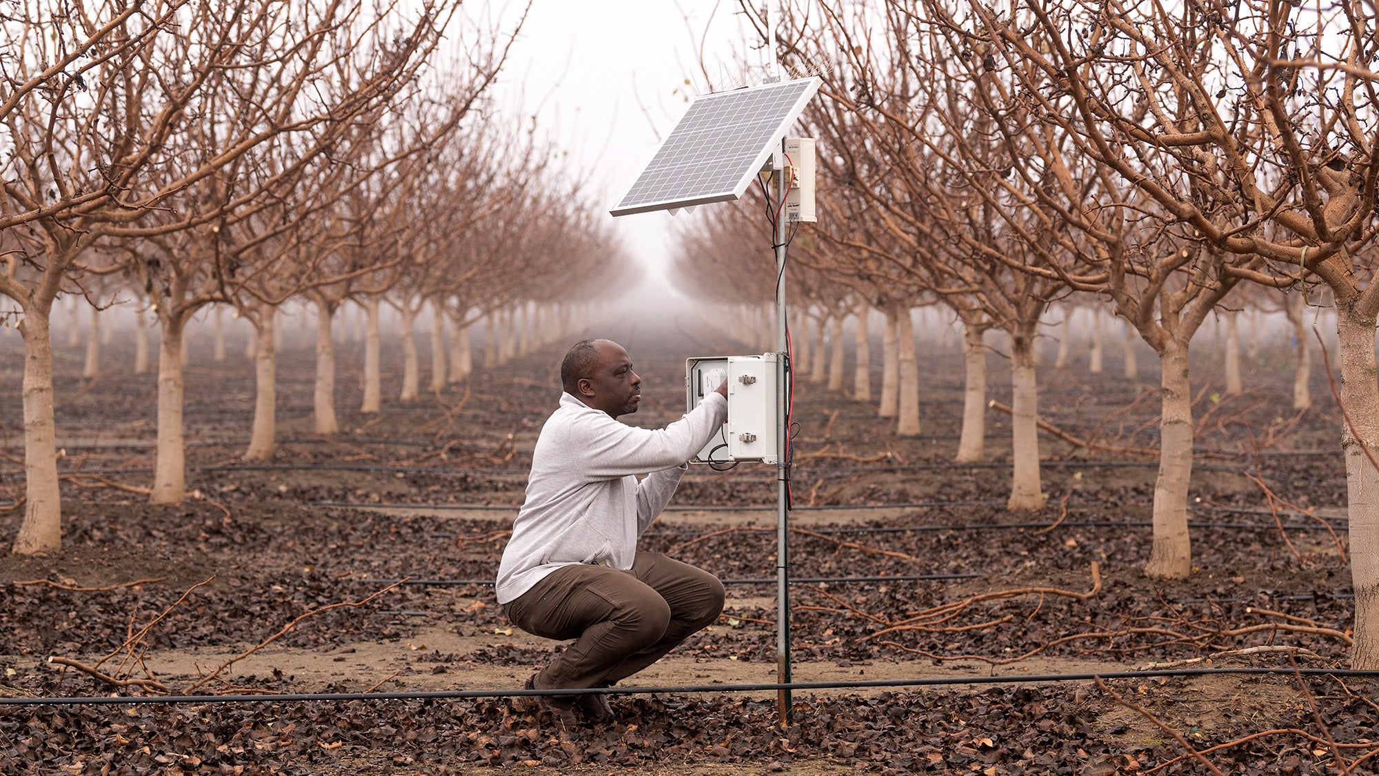 Professor checks orchard watering device