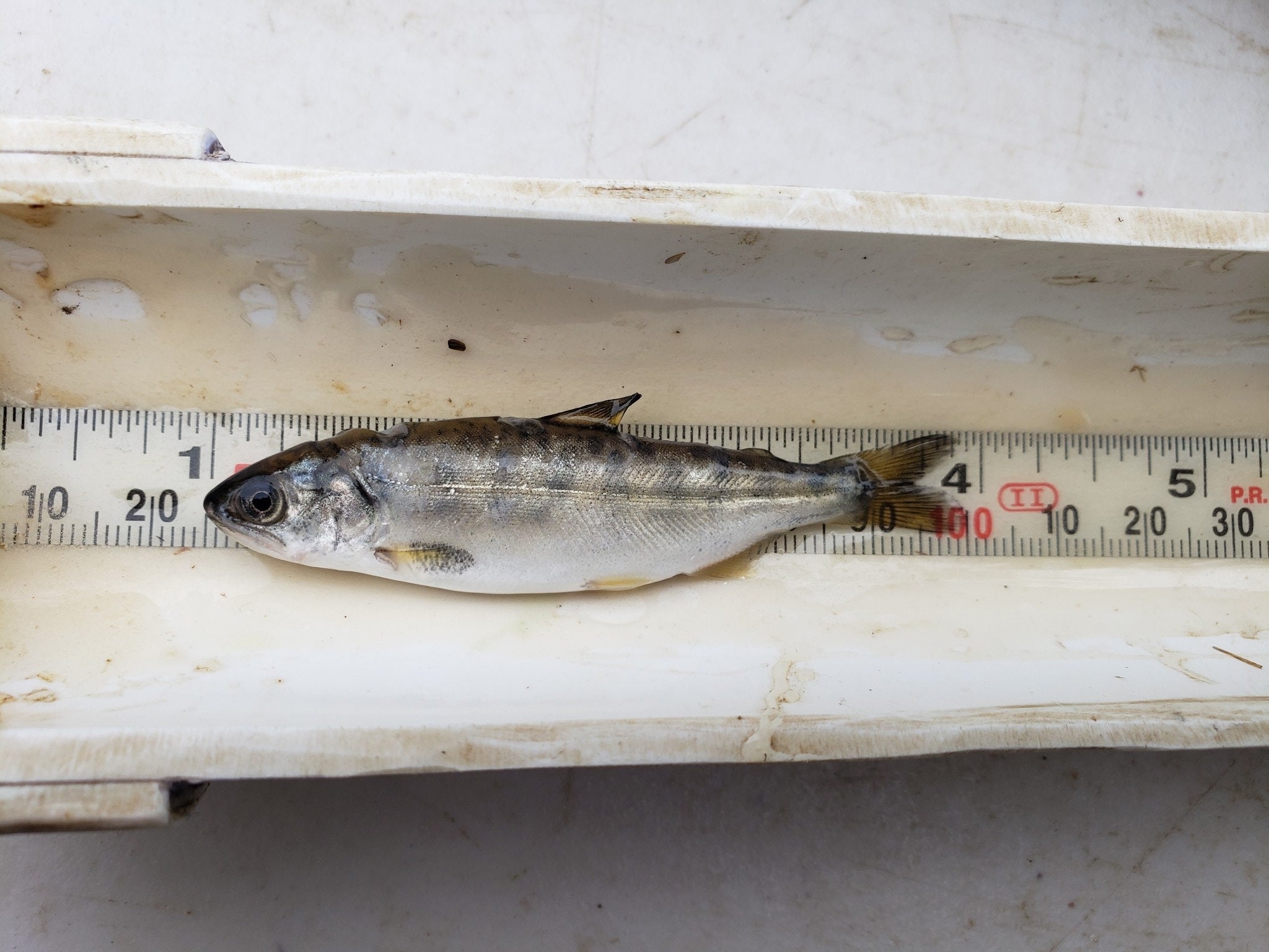 A juvenile salmon lies on white measuring trough between the numbers 1 and 4 in inches