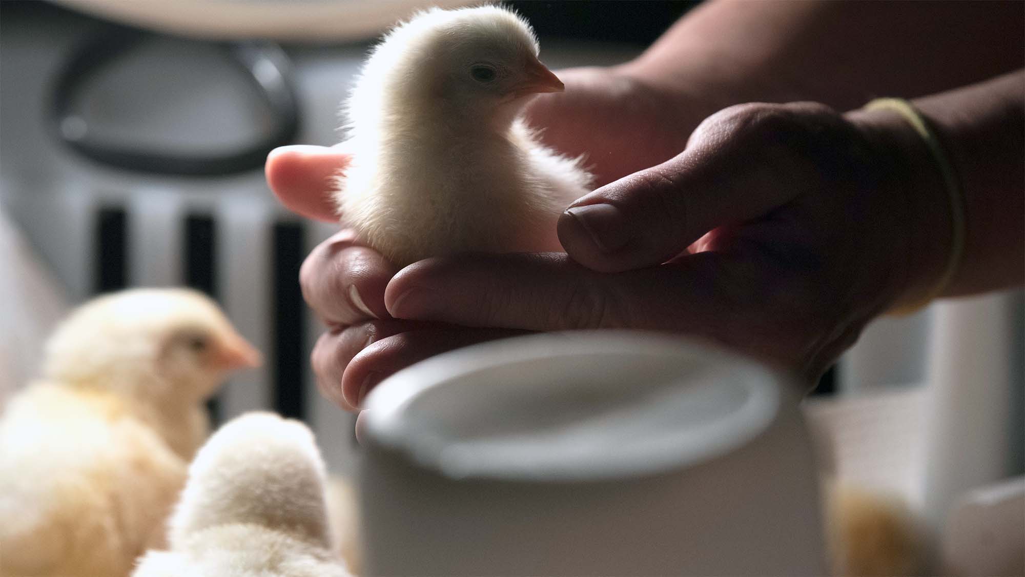 Yellow chick gently cupped in hands with other chicks, warm soft lighting