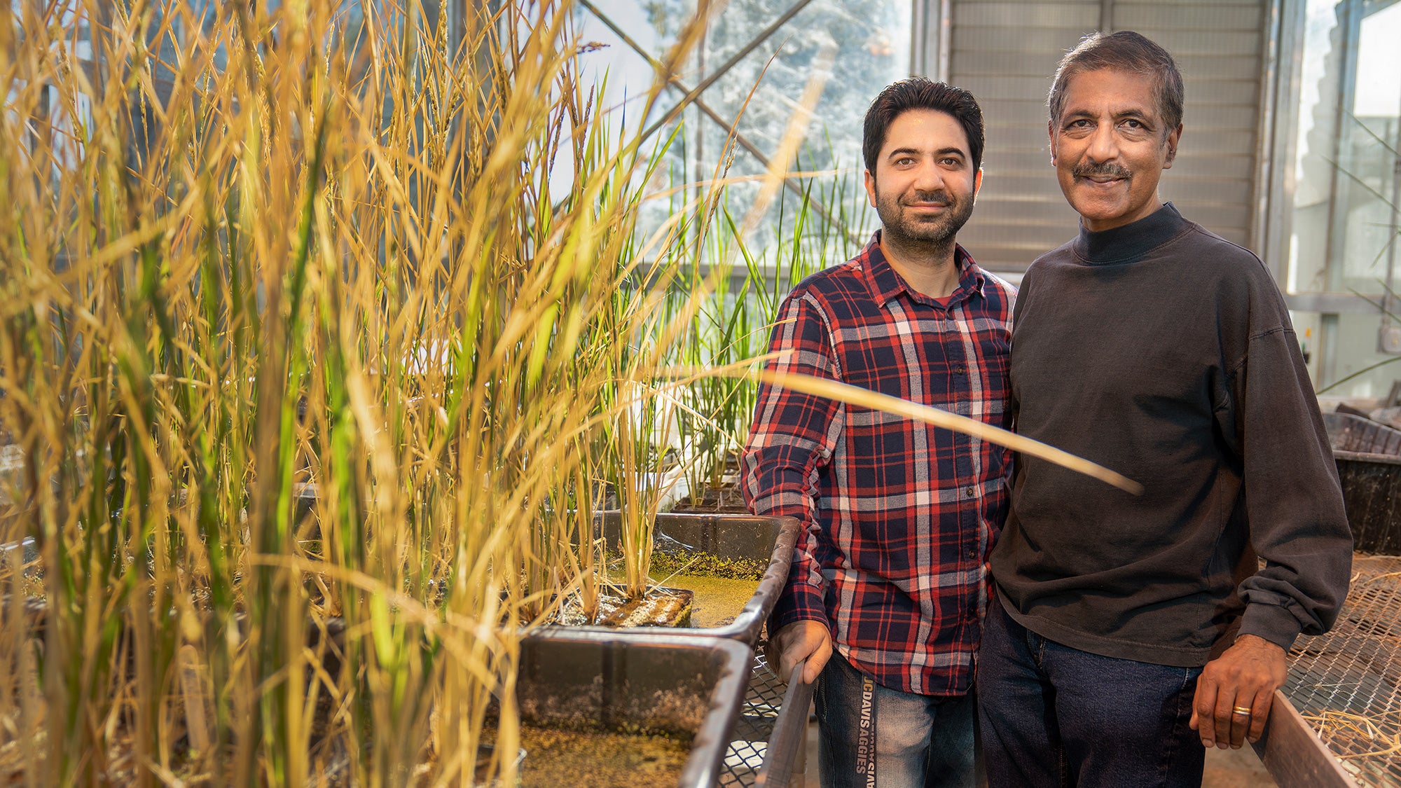 Two researchers stand inside a greenhouse