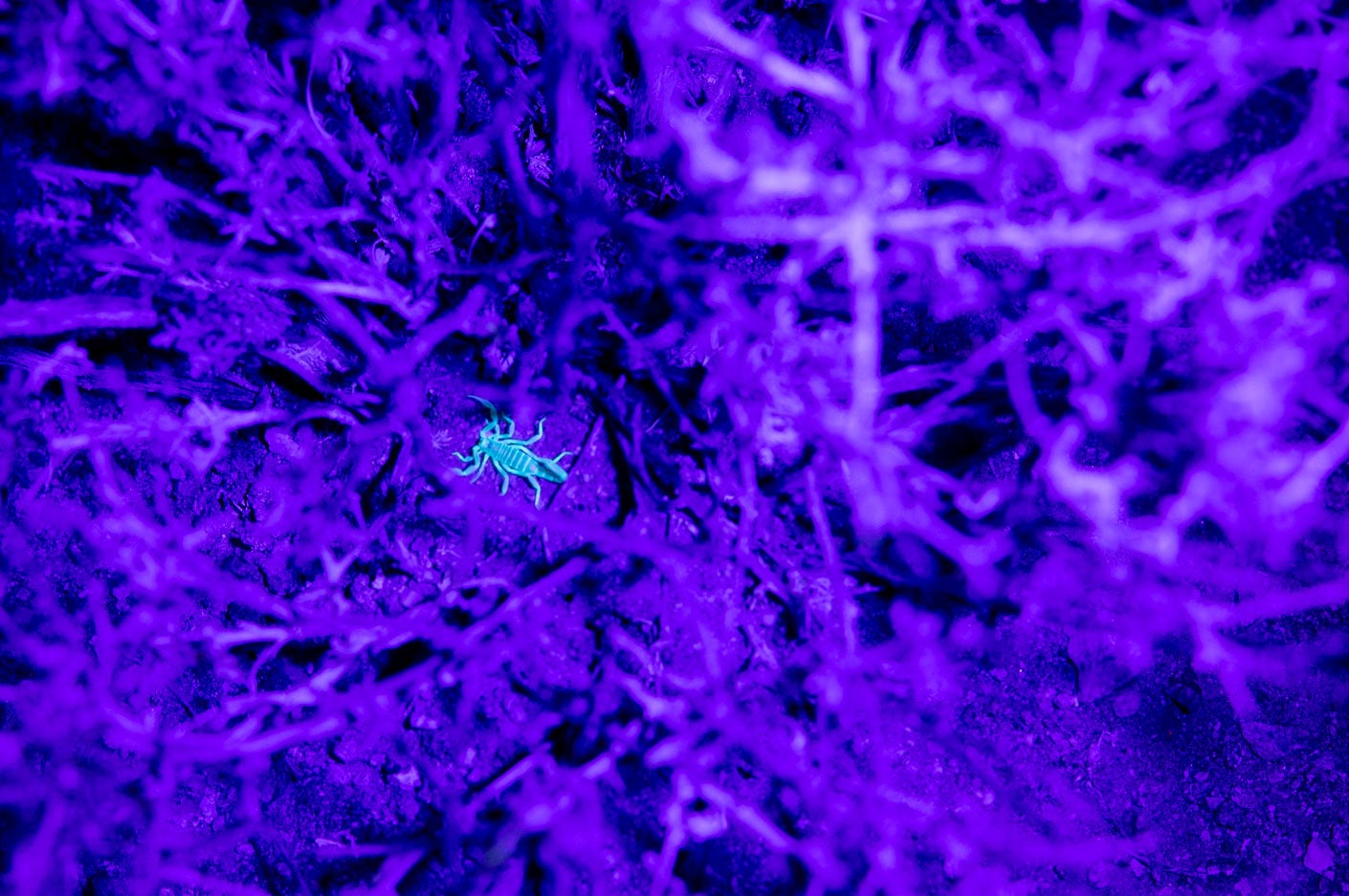 Scorpion under Blacklight in the Mojave Desert