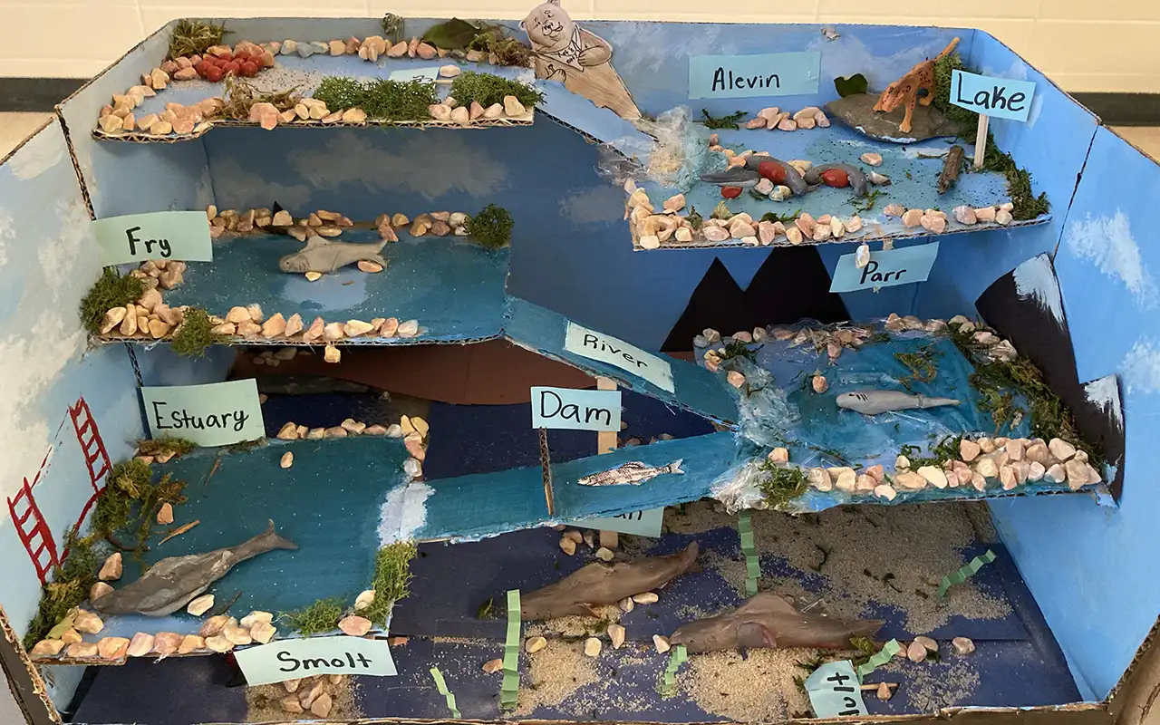 Student-made diorama of a salmon life cycle. Includes tiered layers going from top to bottom representing egg to adult.